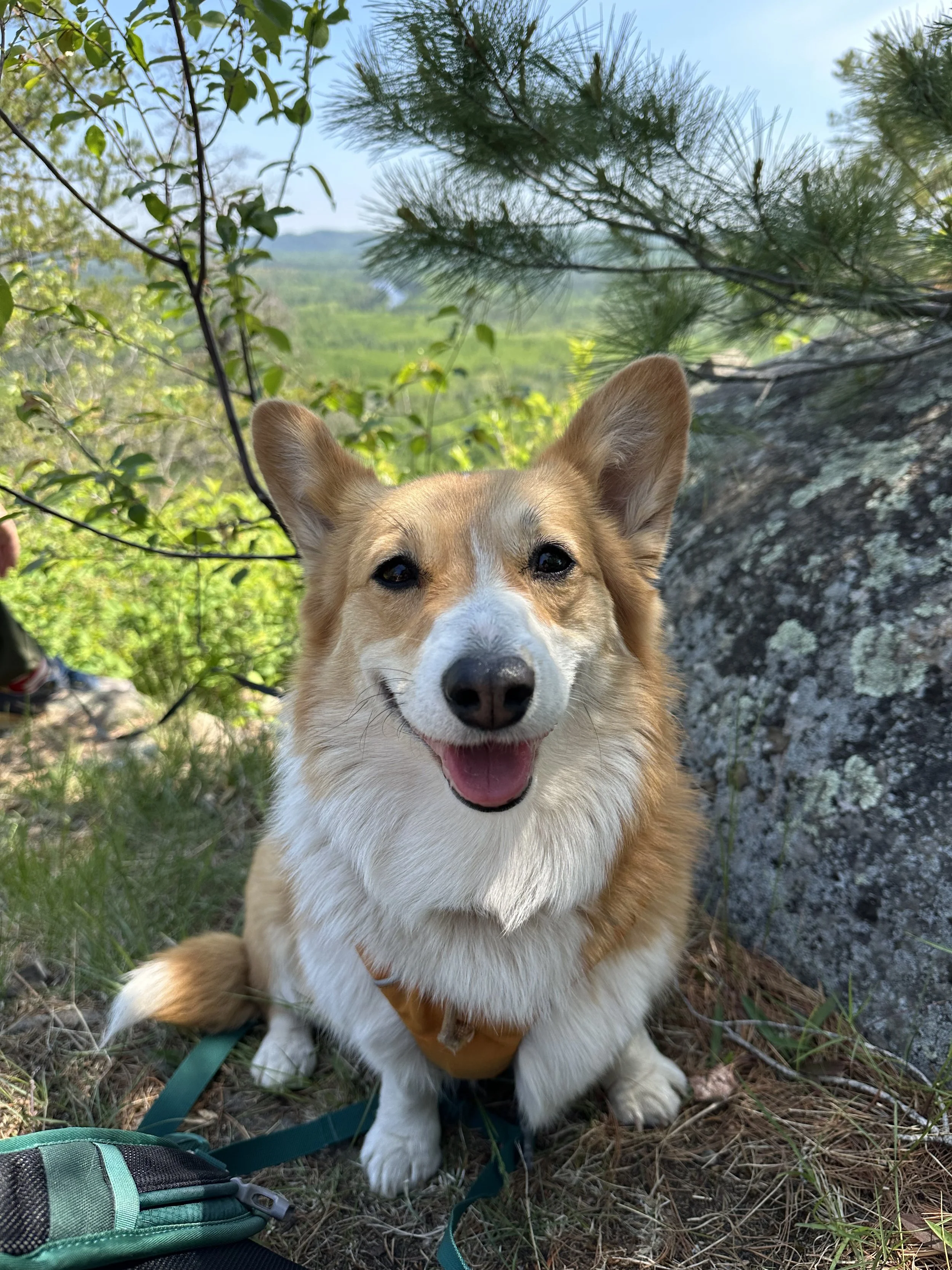Happy pup hiking the North Shore