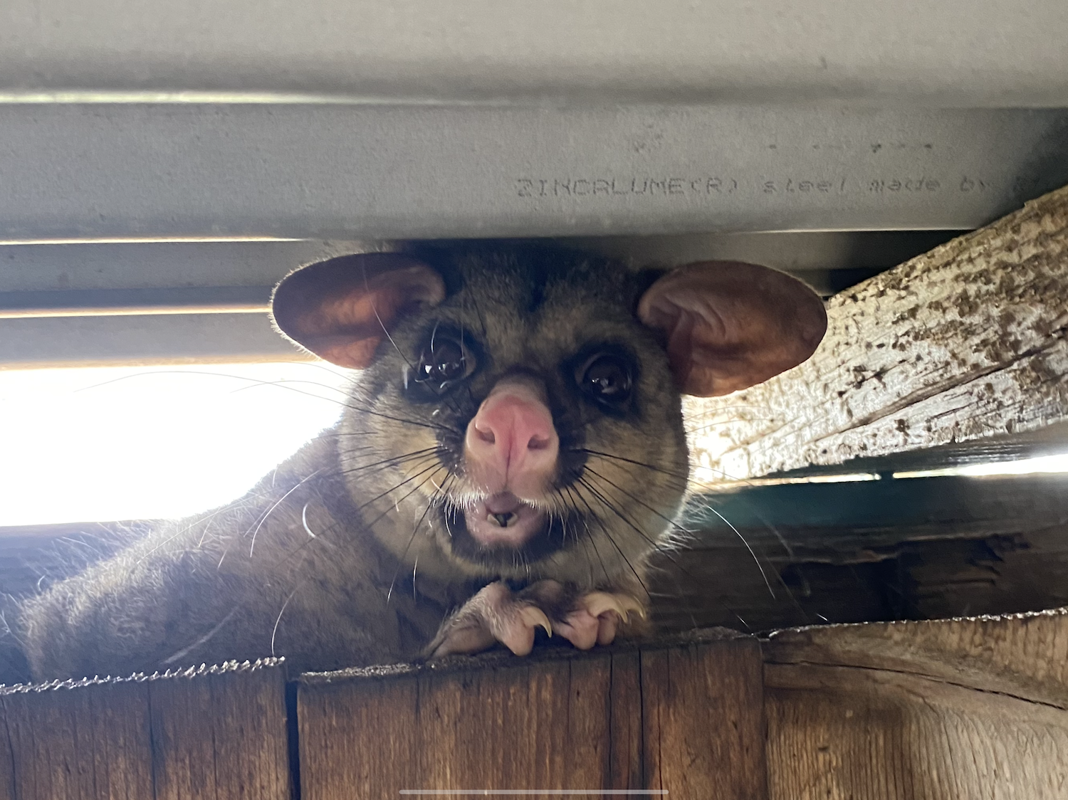 5 of the Most Common Signs Your Home Has a Possum Infestation