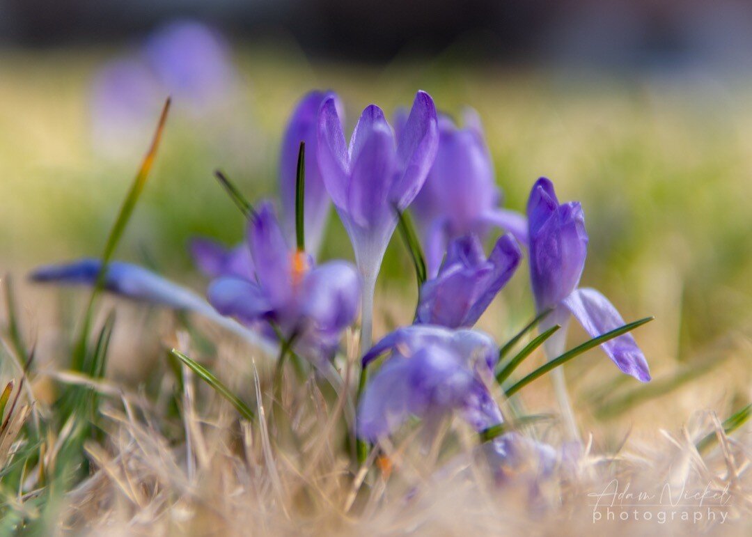 Spring Flowers. #spring #flowers #flowersofinstagram #flower #maryland #marylandphotographer #nature #bloom