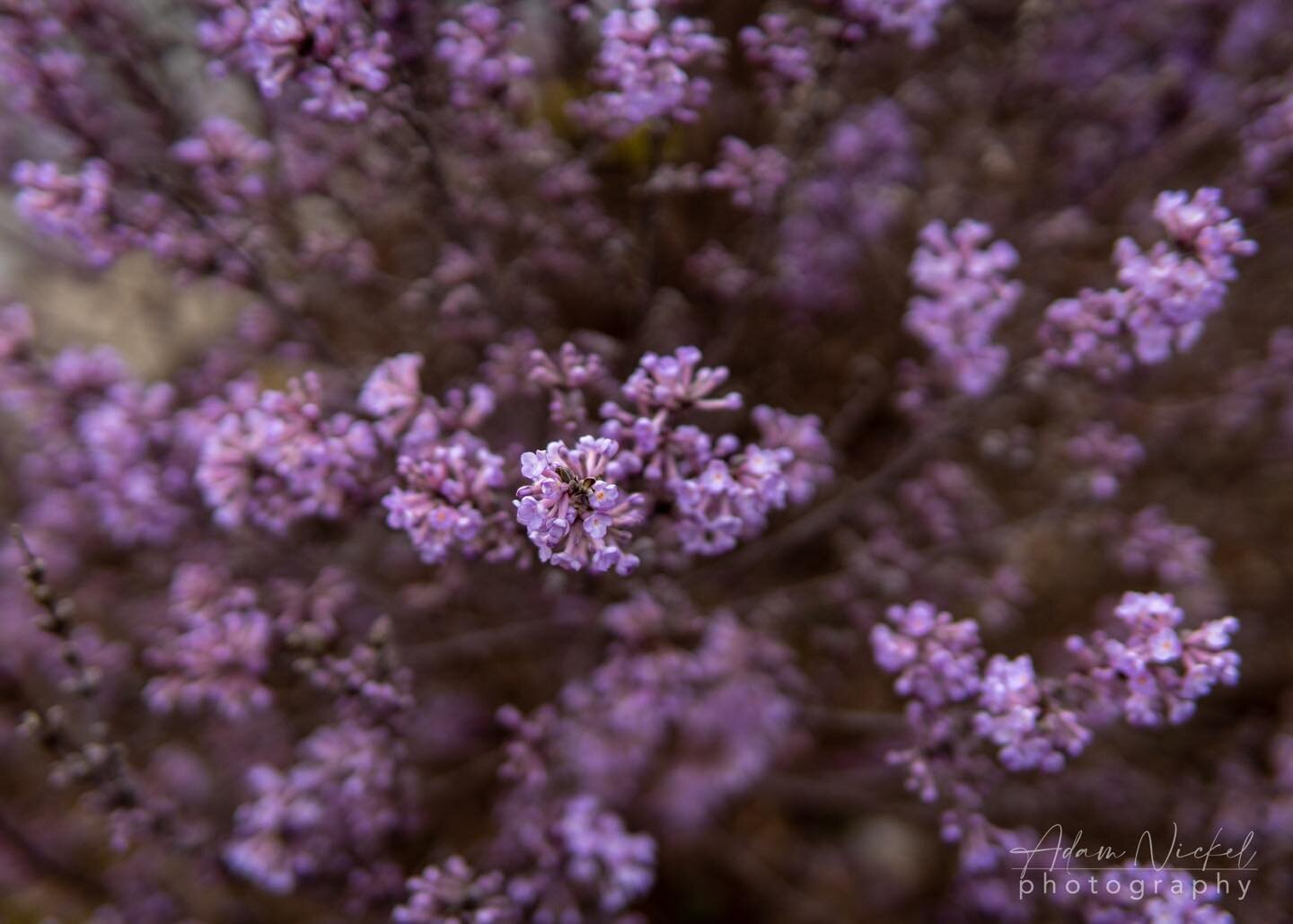 Spring flowers #flowers #spring #purple #maryland #photo #photography #Marylandphotographer @maryland