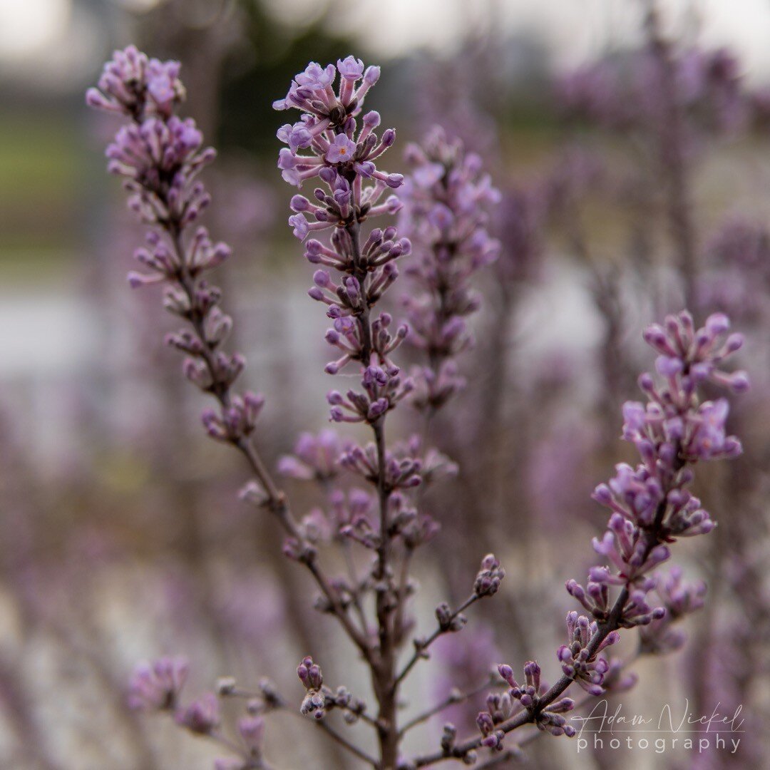 #spring #flowers #flower #flowerstagram #flowersofinstagram #purple #photo #photography #photooftheday #photos #maryland #marylandphotographer #naturephotography #nature #naturelover