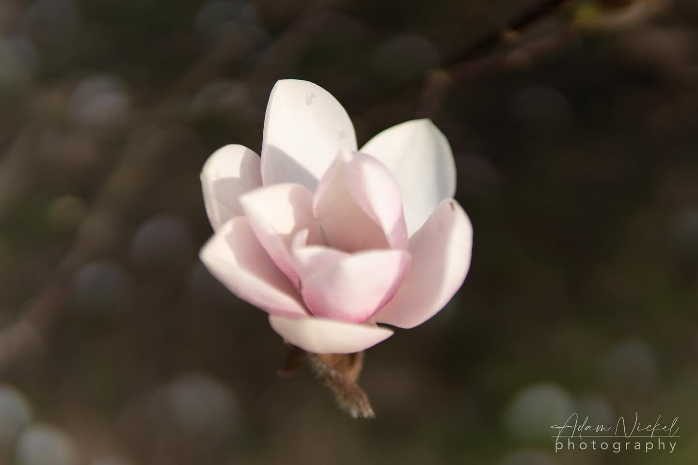 Spring flowers just make gorgeous photos. #flowers #flowersofinstagram  #flowerphotography #photo #photooftheday #photography #naturephotography #nature #naturelovers #pictureoftheday #pink  #pinkflowers @only.in.maryland @visitmaryland #marylandphot