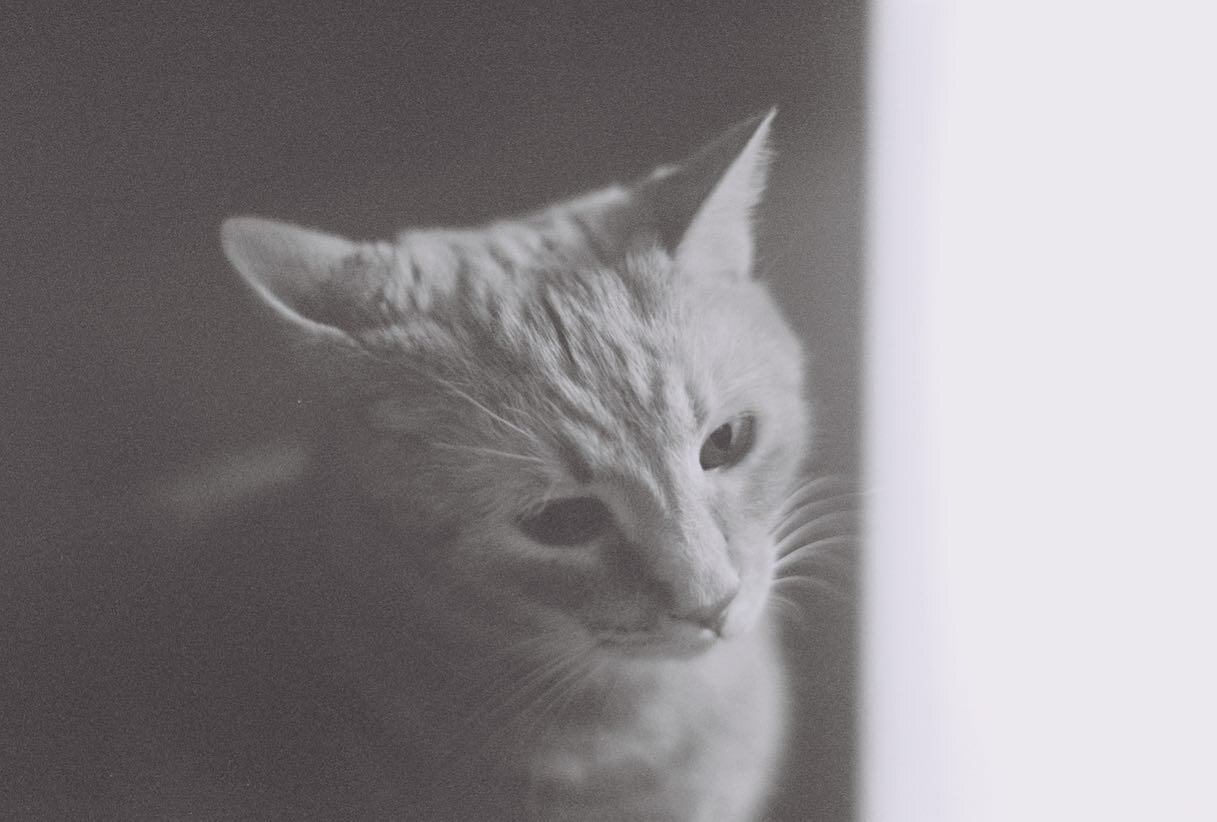 Found these old photos from my film days. This was my cat whom I loved dearly for so many years. He left us about 3 years ago. #photographer #filmphotography #blacksndwhitephotography #marylandphotographer #cat #catsofinstagram