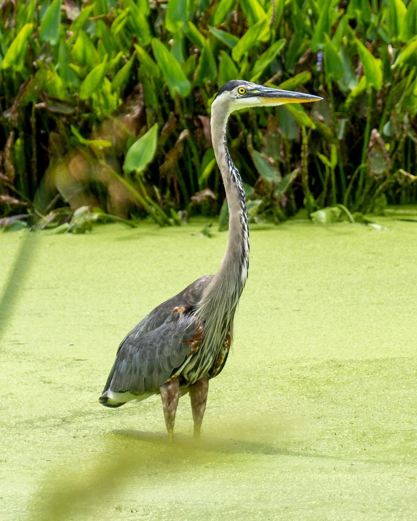 Great Blue Heron. #florida #wildlife #nature #naturephotography #bird #birdsofinstagram #birds #water #marshland