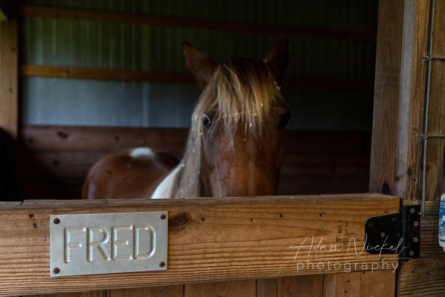 Say hello to Fred the horse. He&rsquo;s a darling pony whom we found at our @airbnb in Florence South Carolina. Our host was kind enough to let our kids feed him. They got a great review and we&rsquo;ll be back there next year. #horse #horsesofinstag