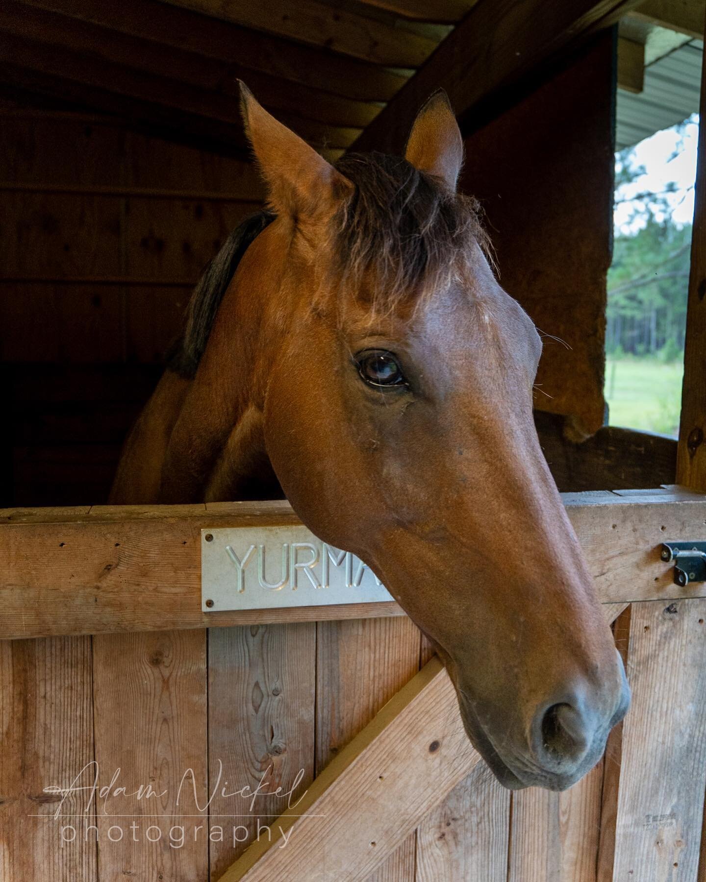 Meet Yurman, he&rsquo;s a horse and he too was at our @airbnb in #southcarolina. A lovely steed who loves oats and walking in the fields. #horse #horses #photography #photooftheday #photo #photographer #marylandphotographer