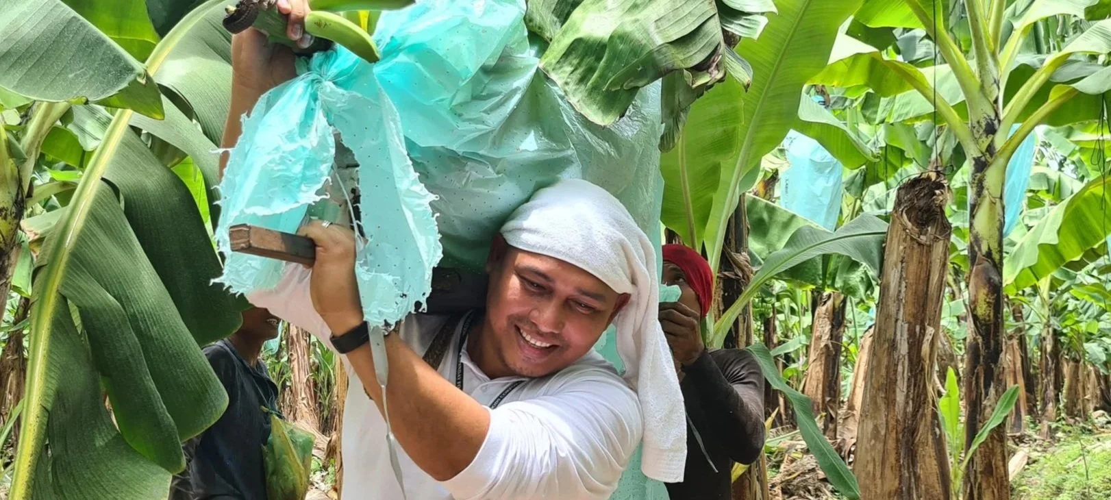 A man smiling in a banana plantation, holding a blue plastic bag, surrounded by banana plants and trees.