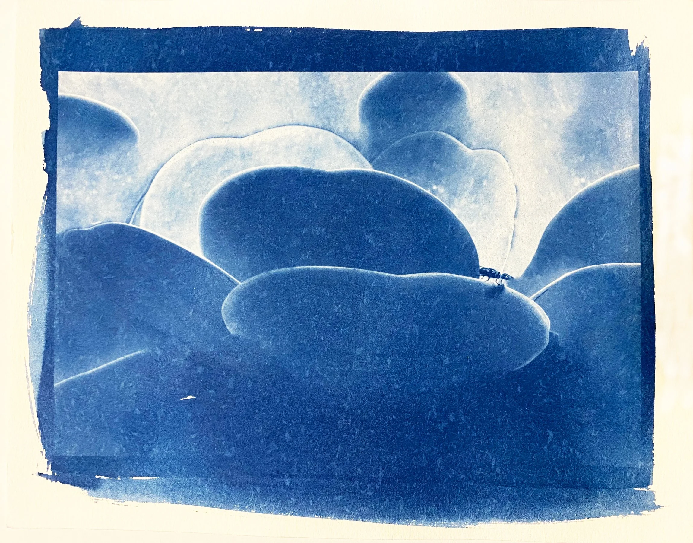 Untitled, cyanotype print on 140lb/300gsm watercolor paper, 12 x 9 in, 2026.