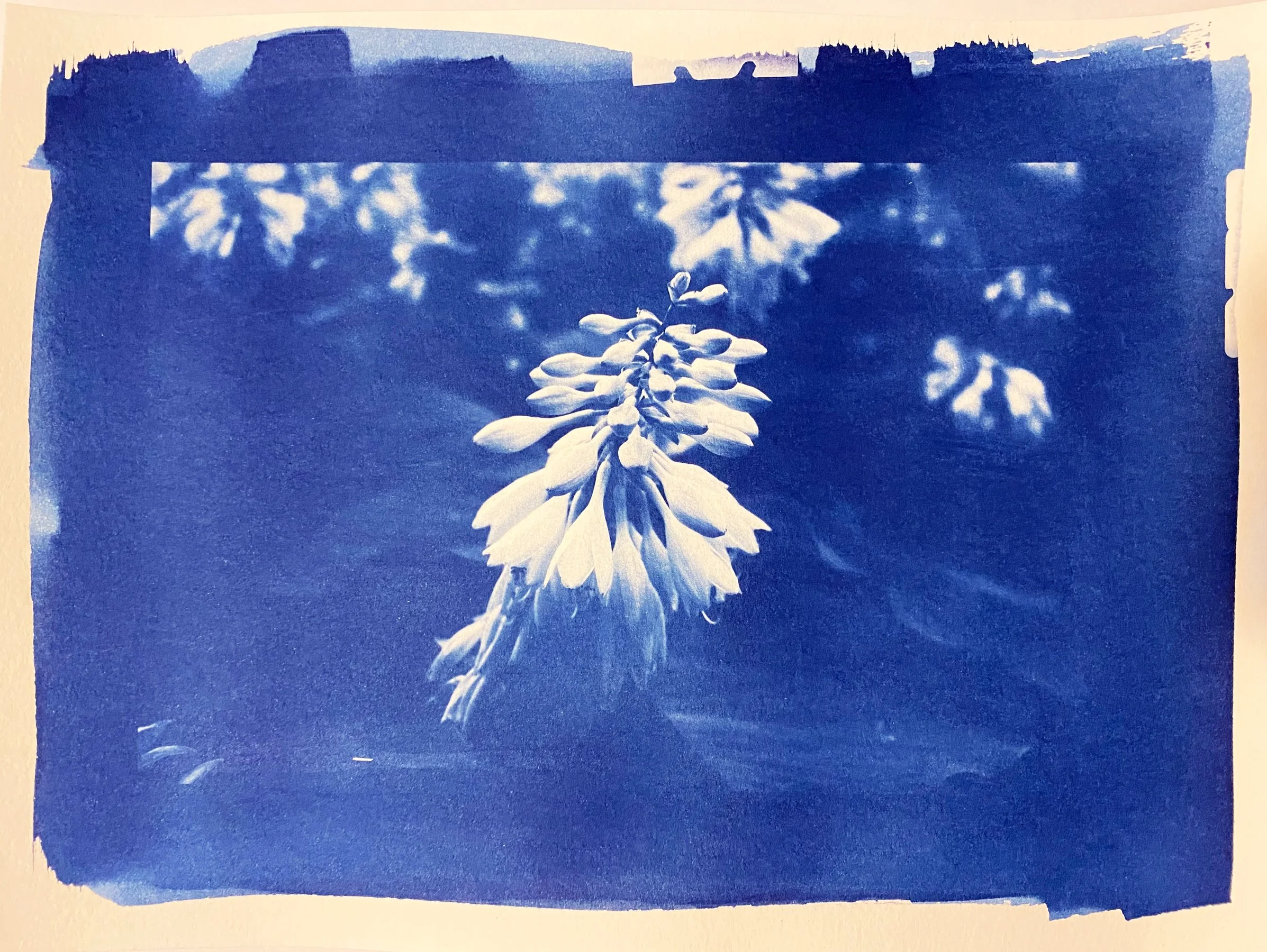 Nature in NYC, cyanotype print on 140lb/300gsm watercolor paper, 9 x 12 in, 2026.