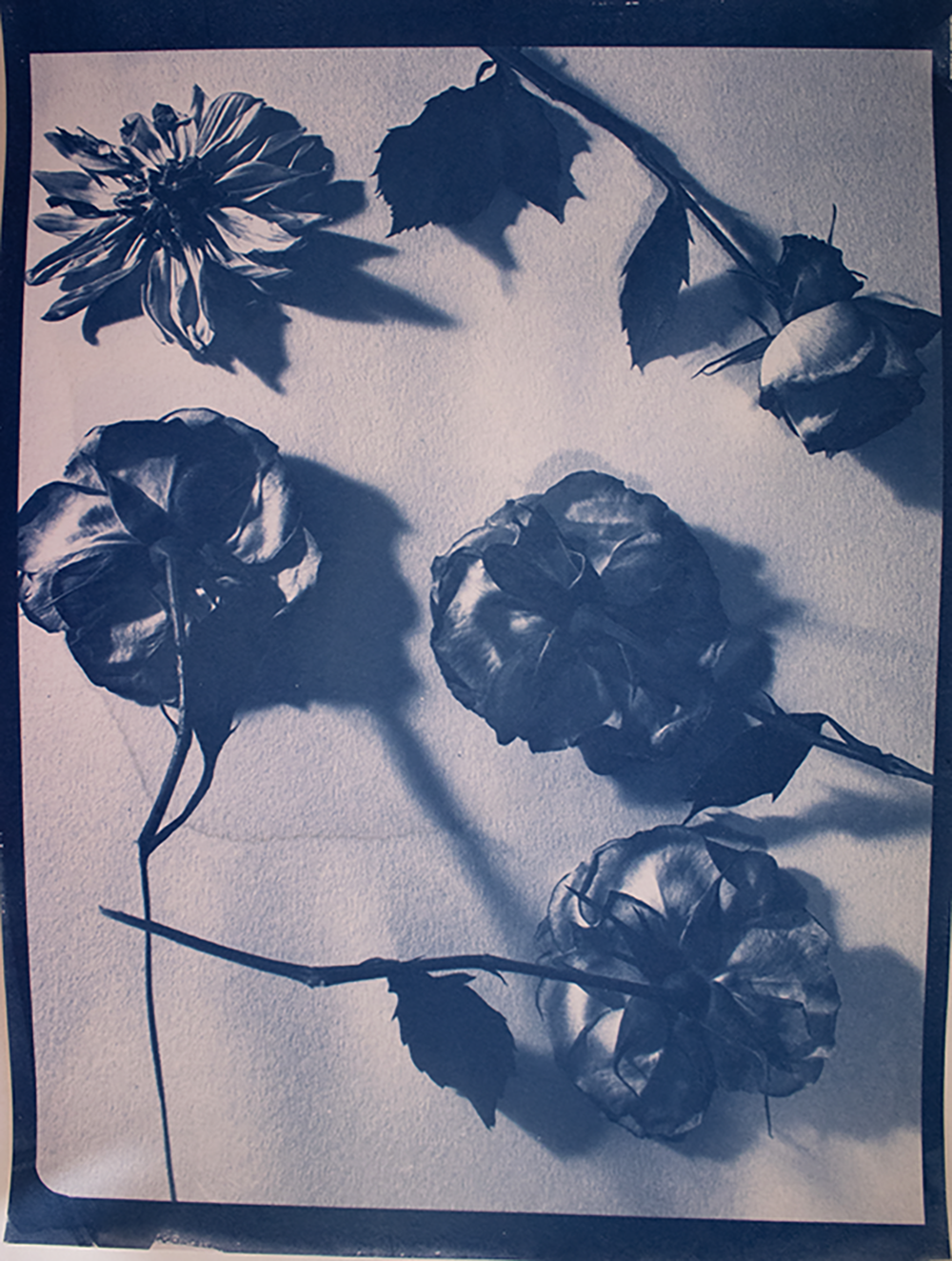 Untitled, cyanotype print on massa paper, 12 x 9 in, 2026.