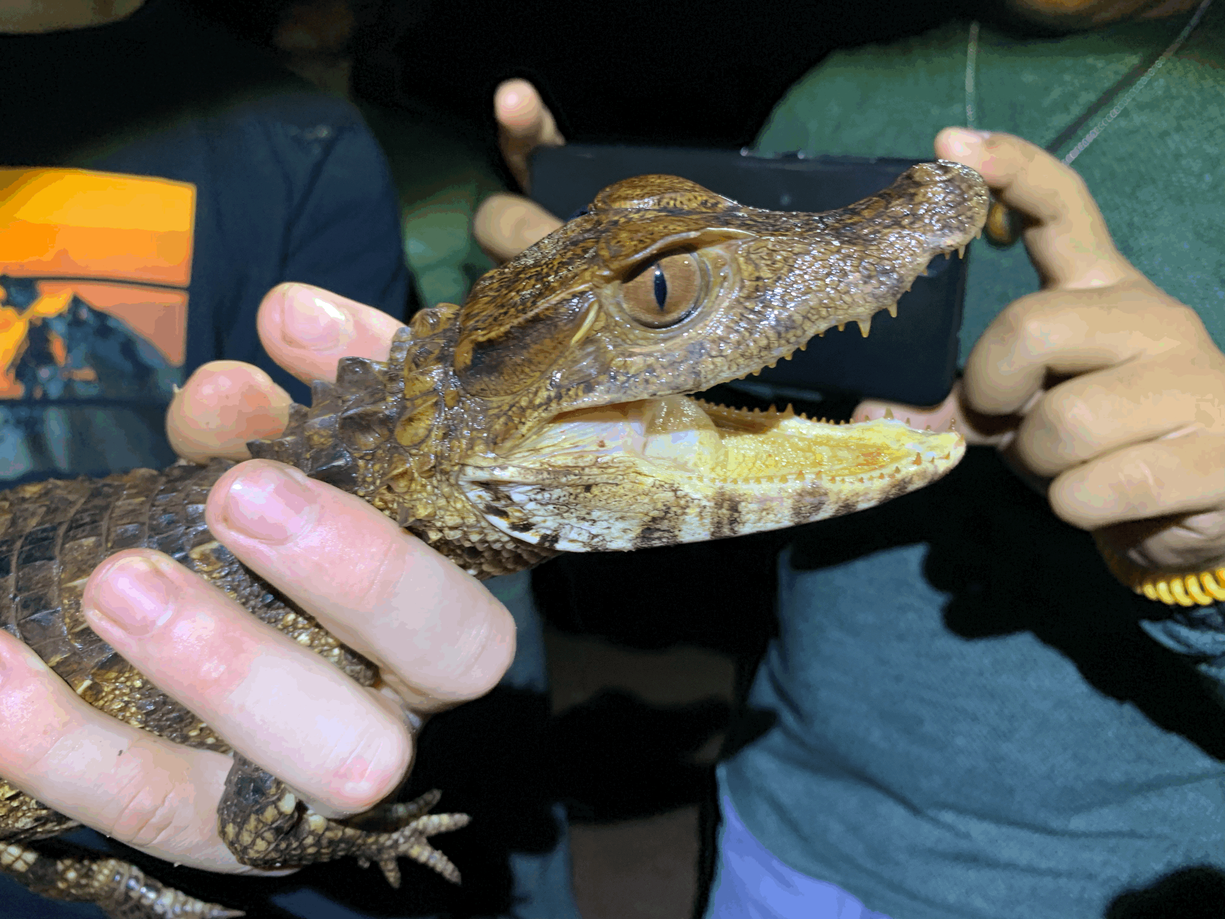 Cuviers Dwarf Caiman