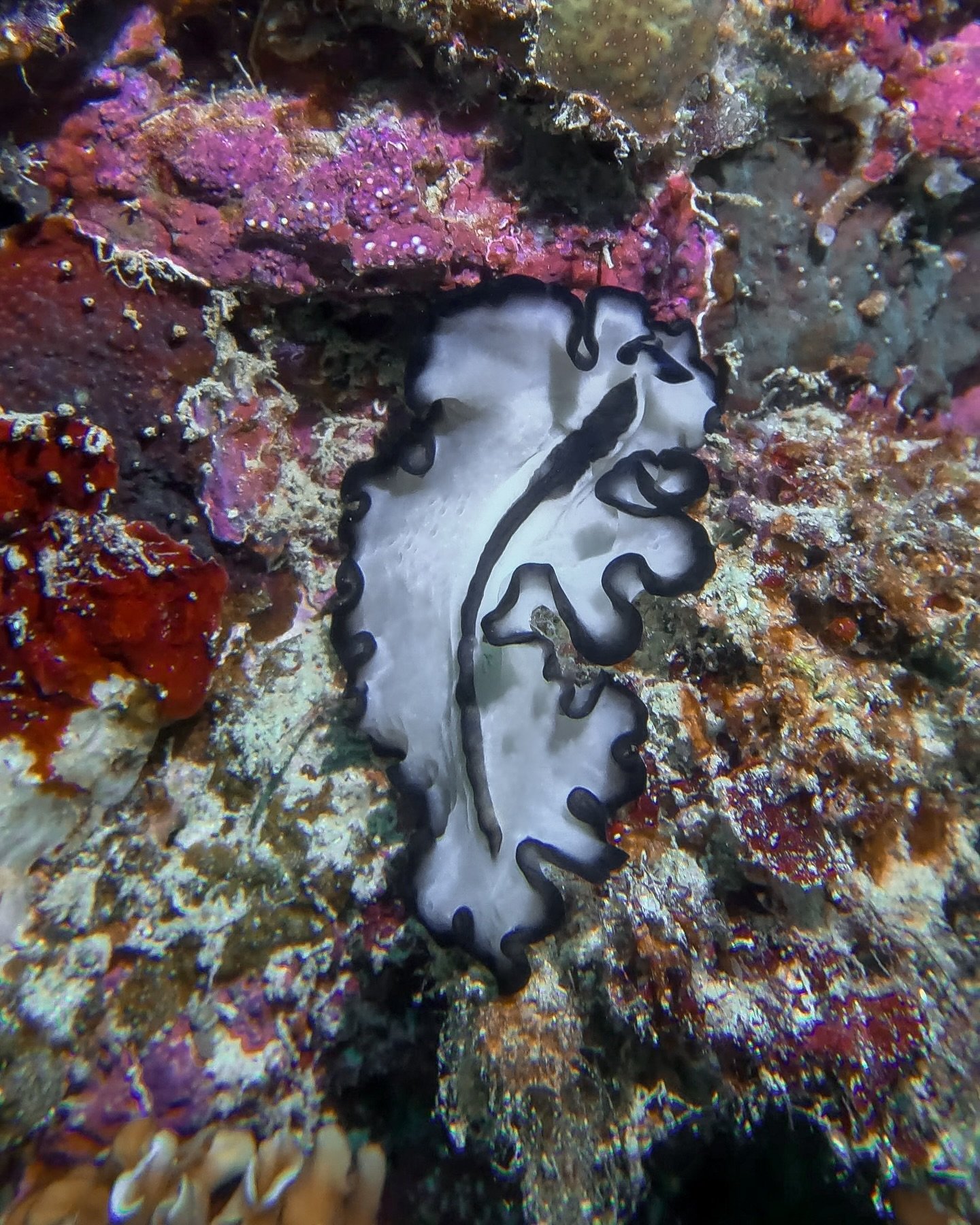 Flatworms are always a joy to see while diving and searching for macro life. 

1. Flatworm
2. Reef octopus 
3. Scorpionfish 
4. Scorpionfish 
5. Nudibranch
6. Banded pipefish 

#macrophotography #divephilippines #scubadiving #gopro11 #orcatorch #expl