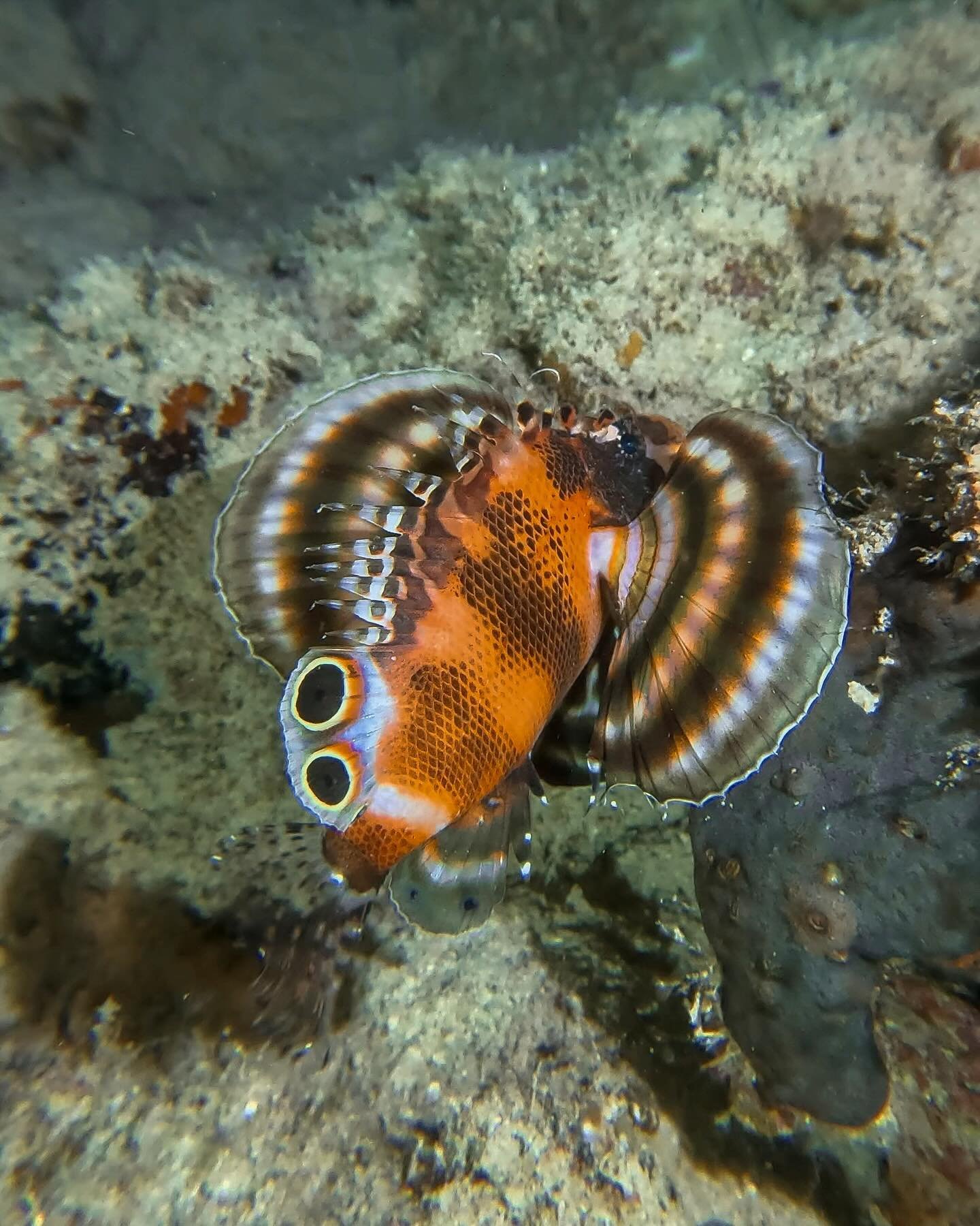 Night dives can allow you to see the creatures that don't typically come out during the day. This was my first ever Twinspot lionfish. Also pictured are the faithful sea slug, decorator crab, urchin shrimp, spotfin lionfish,  and bobtail squid. 

#ma