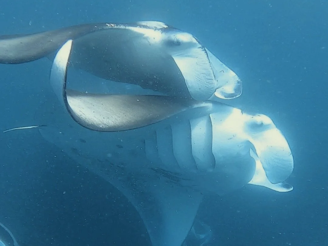 Manta Madness at Hanifaru Bay