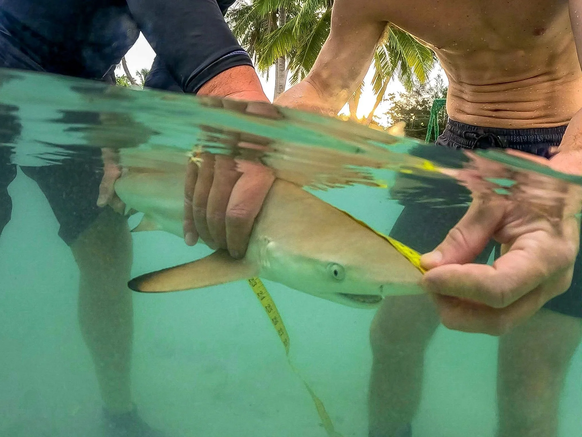 Black Tip Reef Shark Genetic Research