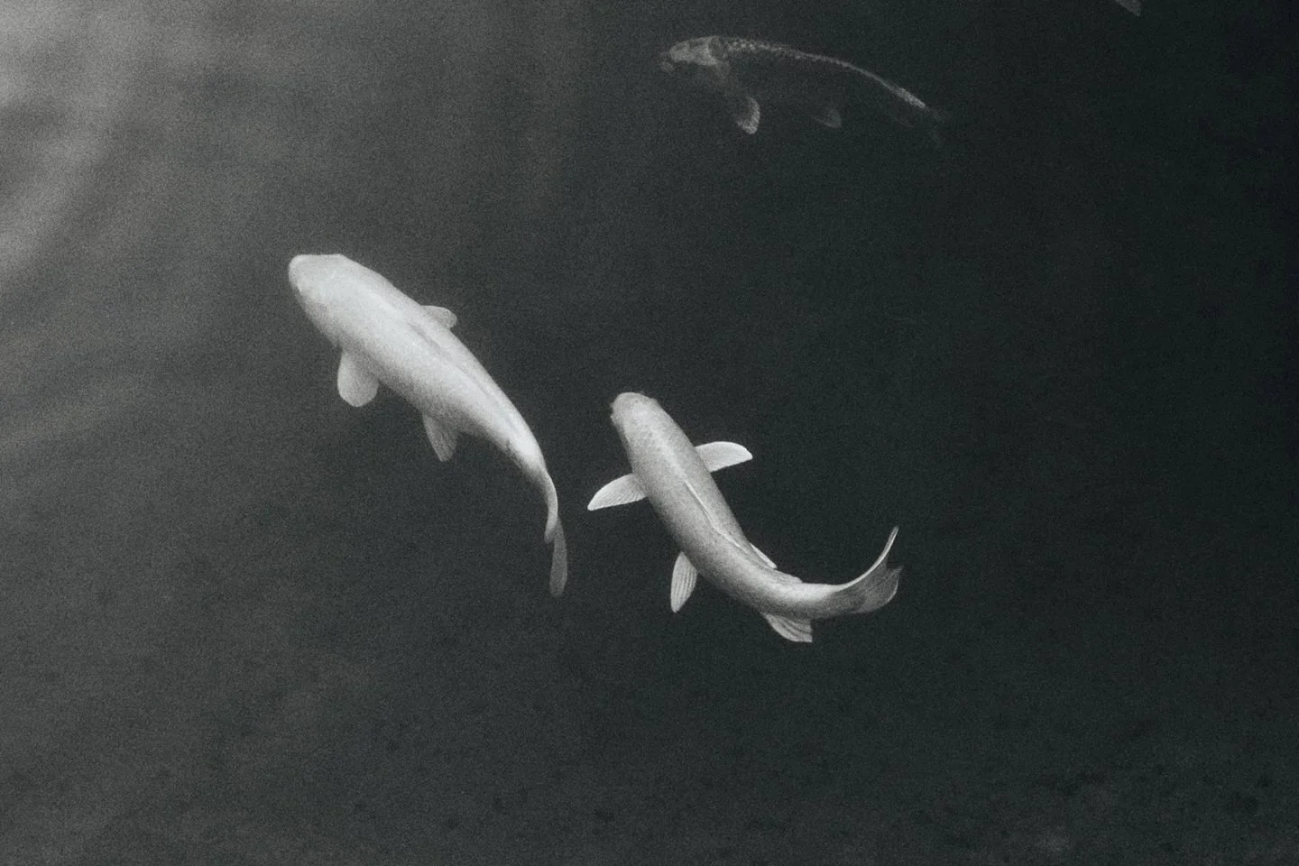 Two koi fish swimming in dark water, one larger and one smaller, with two more koi fish visible in the background. House of Nicoline - HON - intuitive guidance, astrocartography, viberise