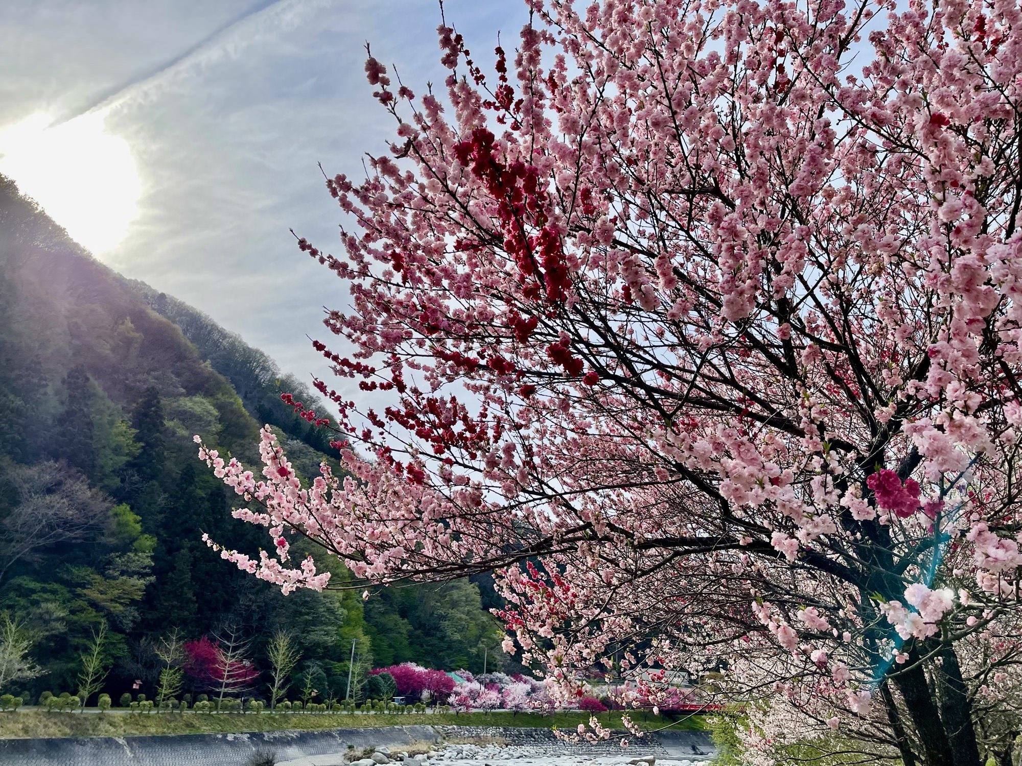 Hanamomo 花桃…
