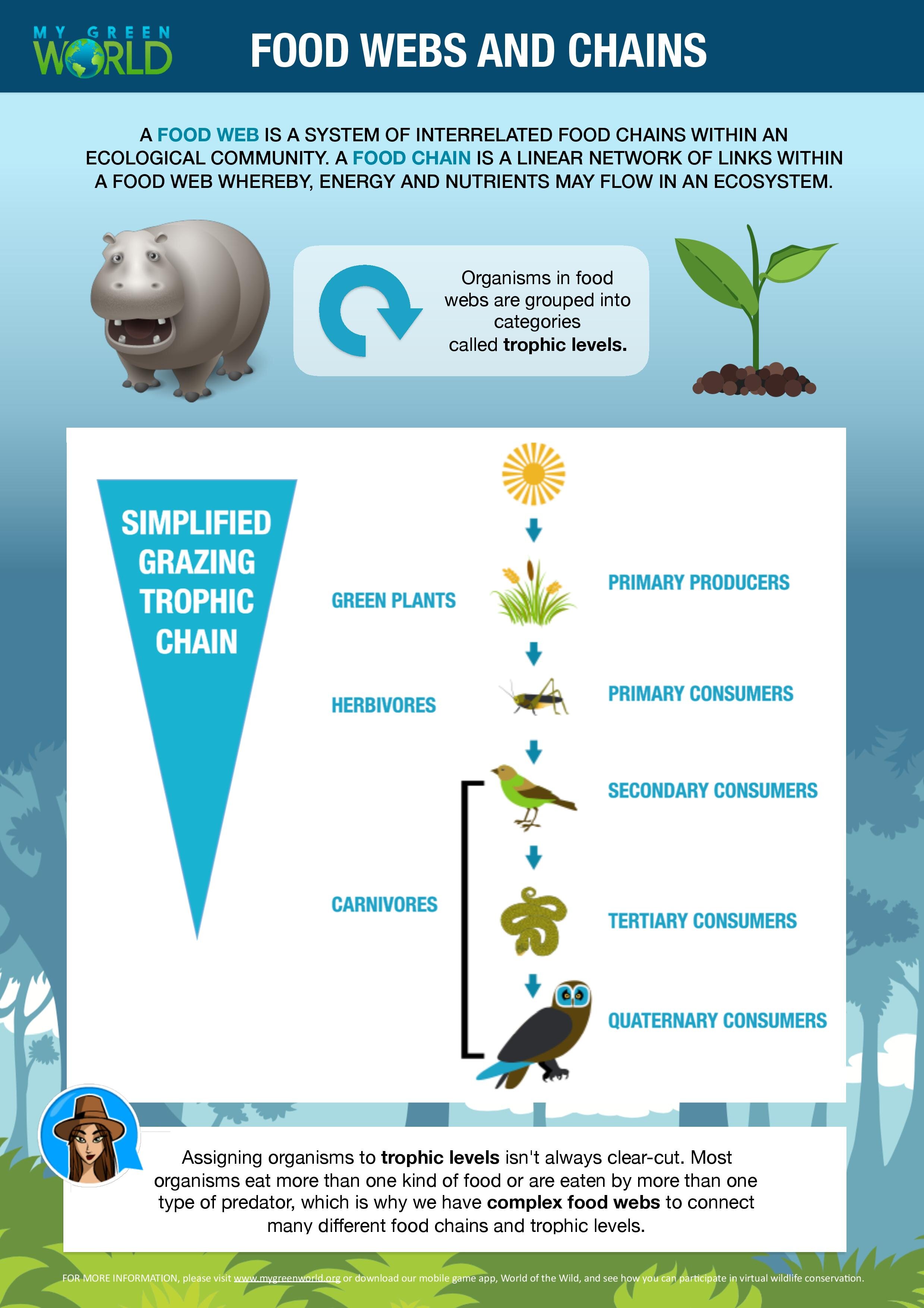 Food Webs & Chains Infographic — My Green World