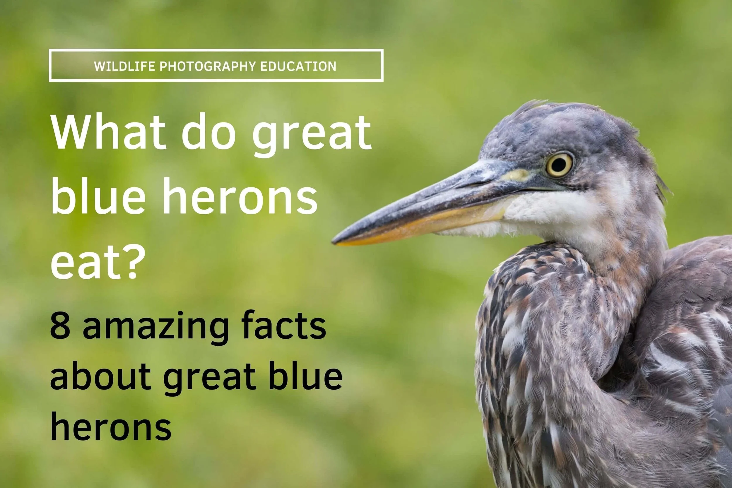What do great blue herons eat? 8 amazing facts about these beautiful birds — APC Wildlife