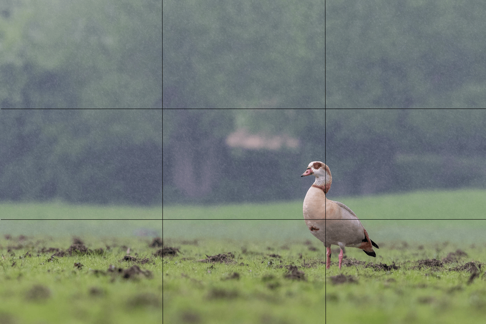 A Beginner s Guide To The Rule Of Thirds For Photography APC Wildlife a-beginner-s-guide-to-the-rule-of-thirds-for-photography-apc-wildlife