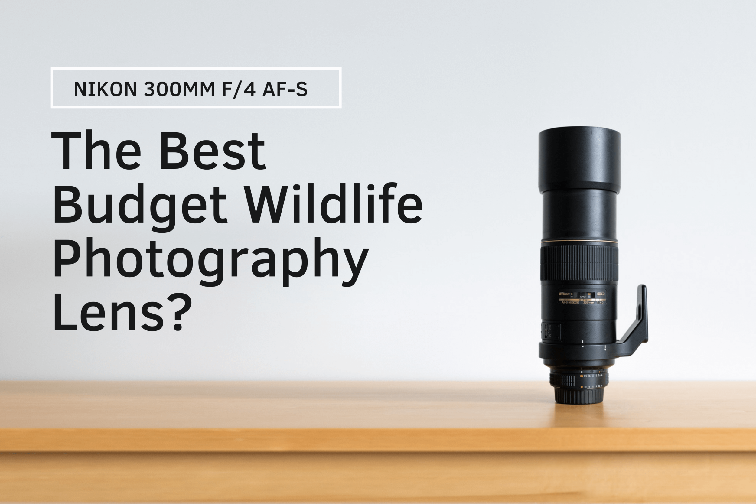 Wildlife Photography Best 300mm Lens For Nikon Nikon 300 F4