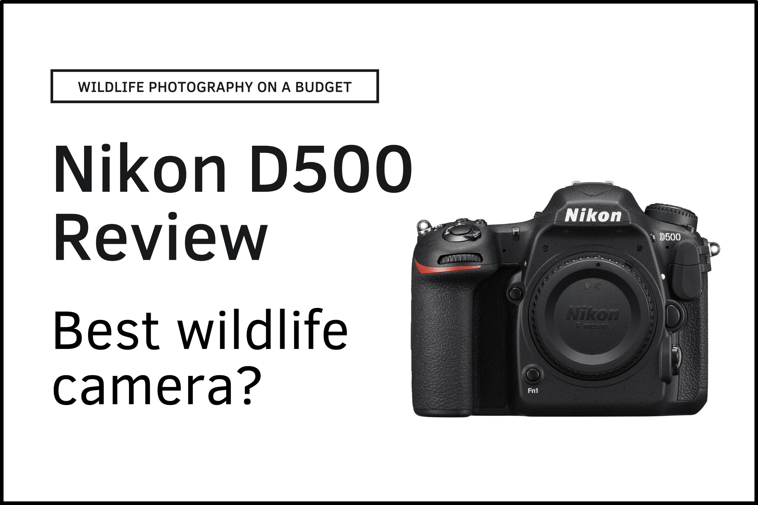 Is the Nikon Z9 too expensive? 7 cheaper alternatives for wildlife  photography (Review) — APC Wildlife Photography