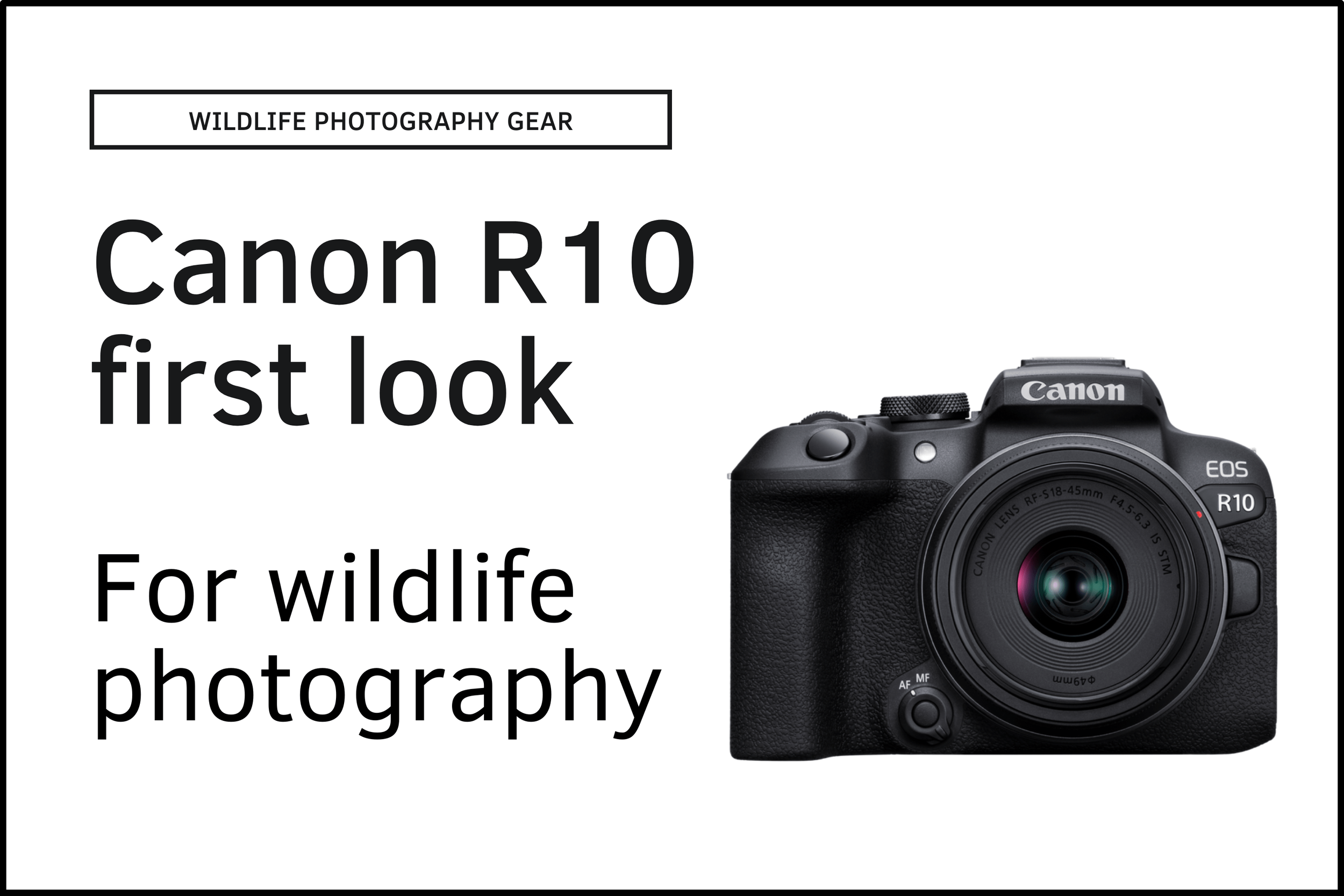 5 reasons why I bought the Canon R10 for wildlife photography