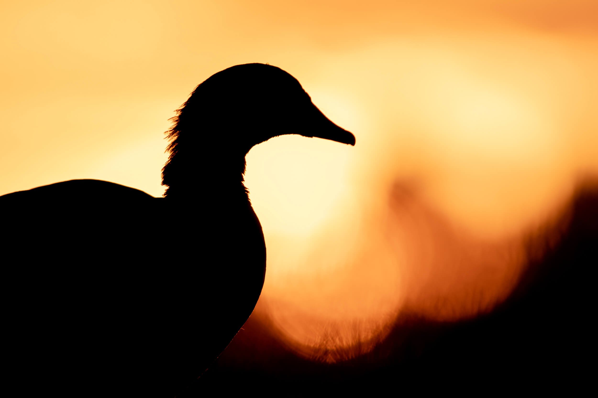 Egyptian goose | Oxford, UK
