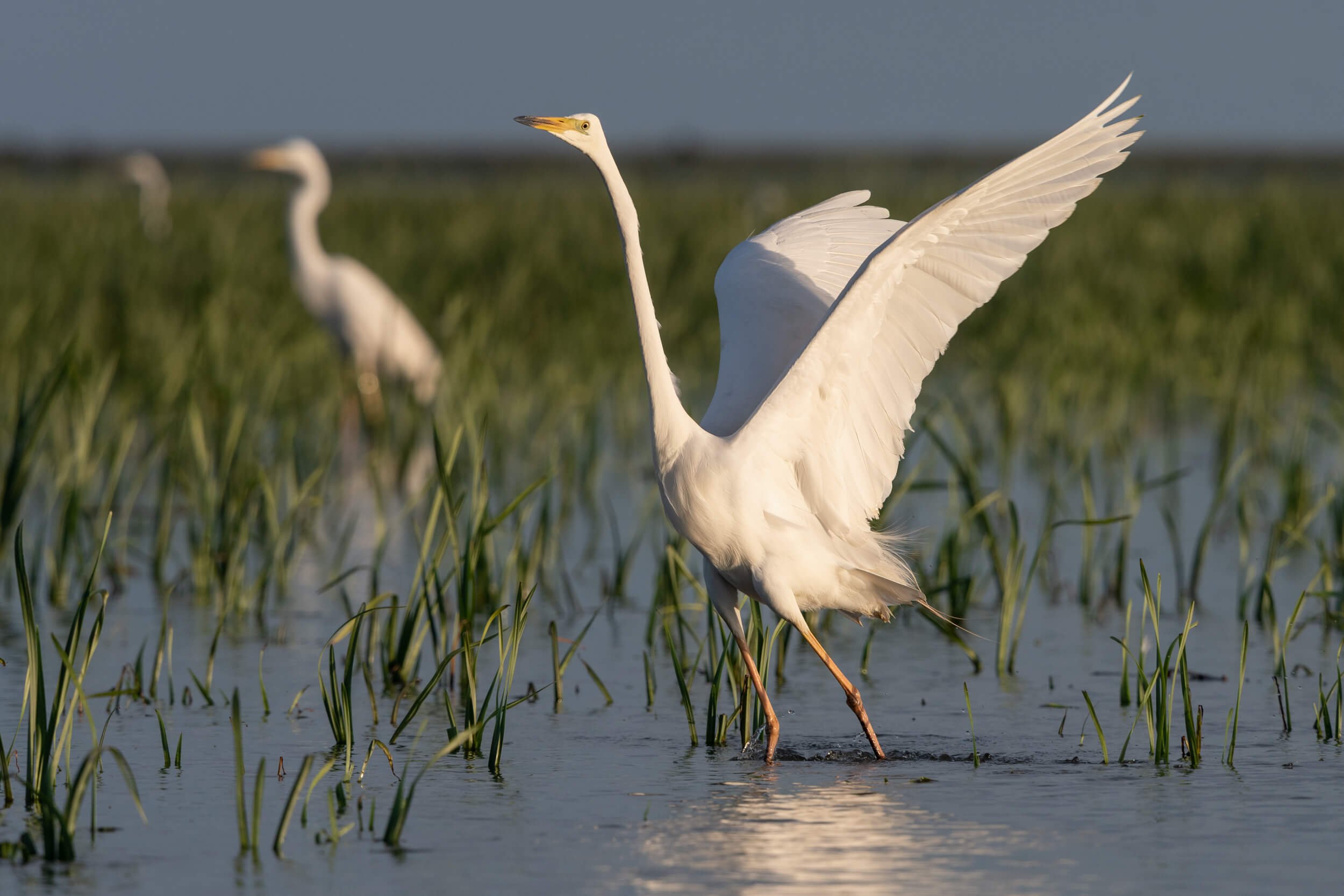 Great egrets | Danube Delta, Romania