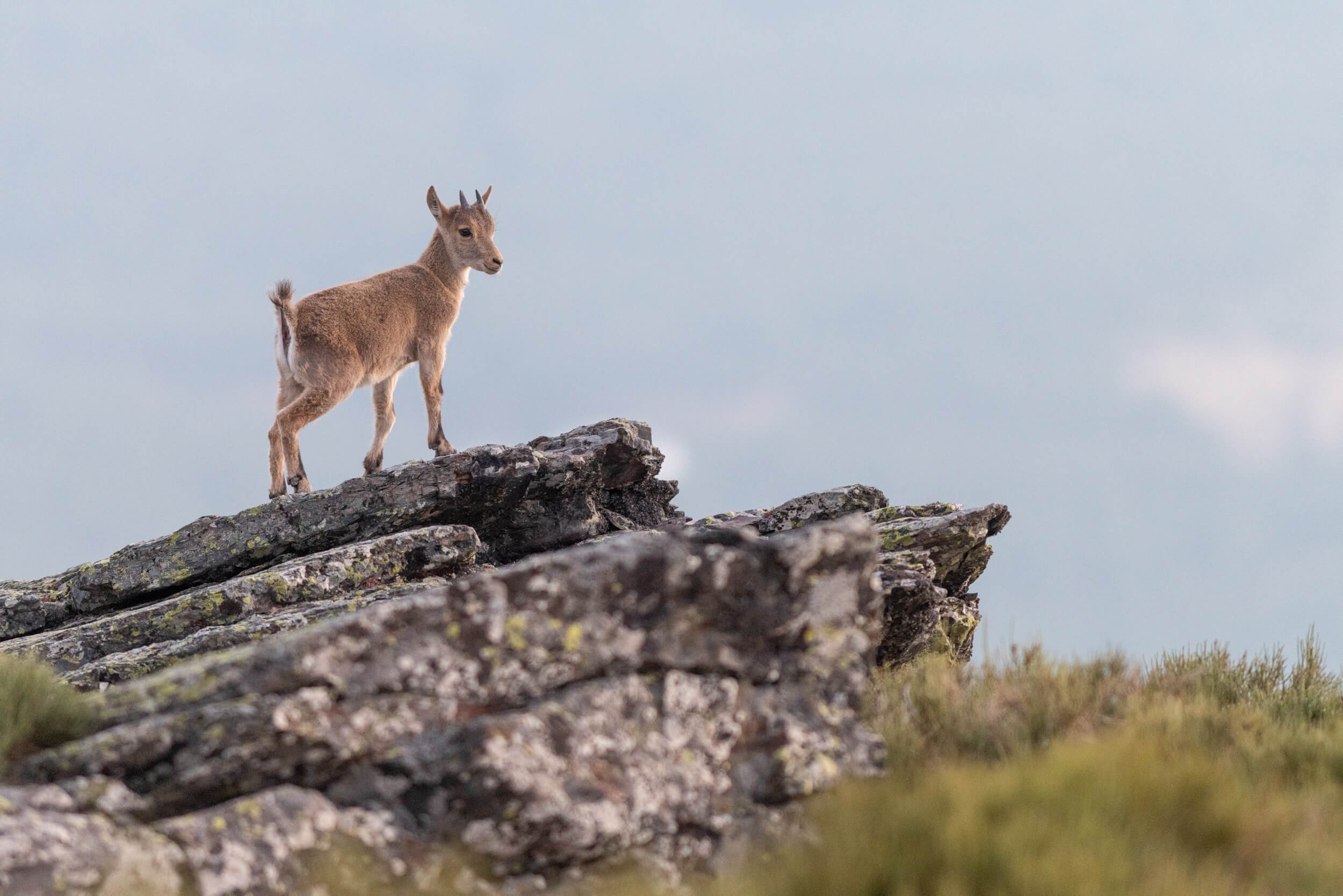 Iberian ibex | Salamanca, Spain