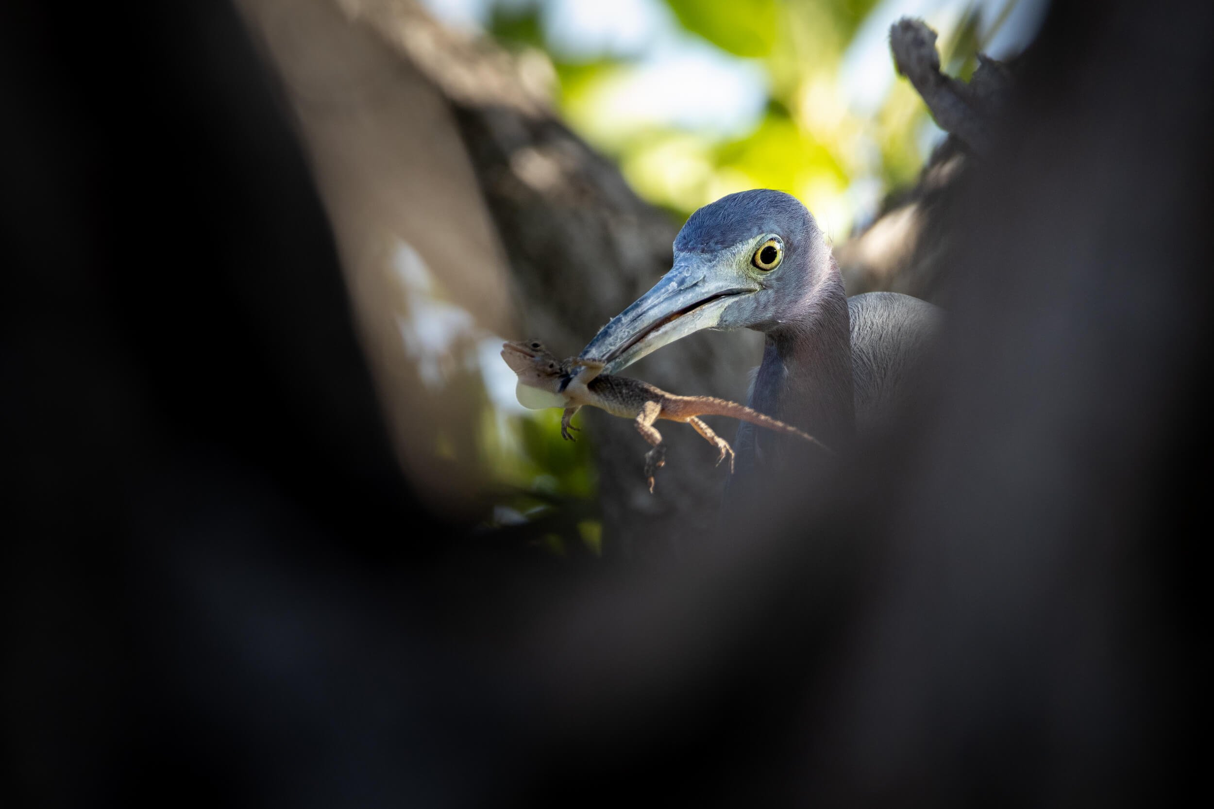 Little blue heron | Miami, USA