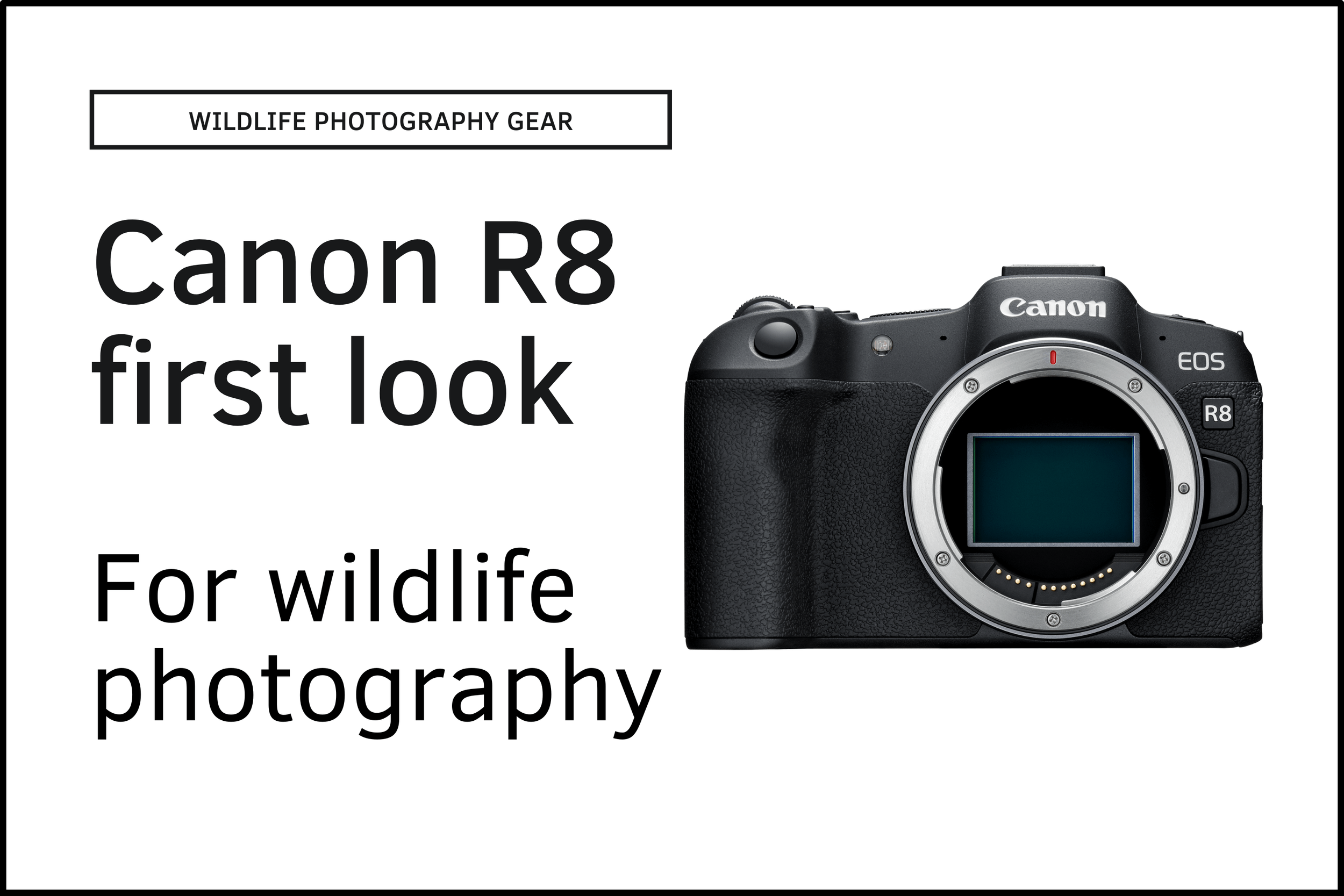 Canon R5 Field Review for Wildlife & Bird Photography