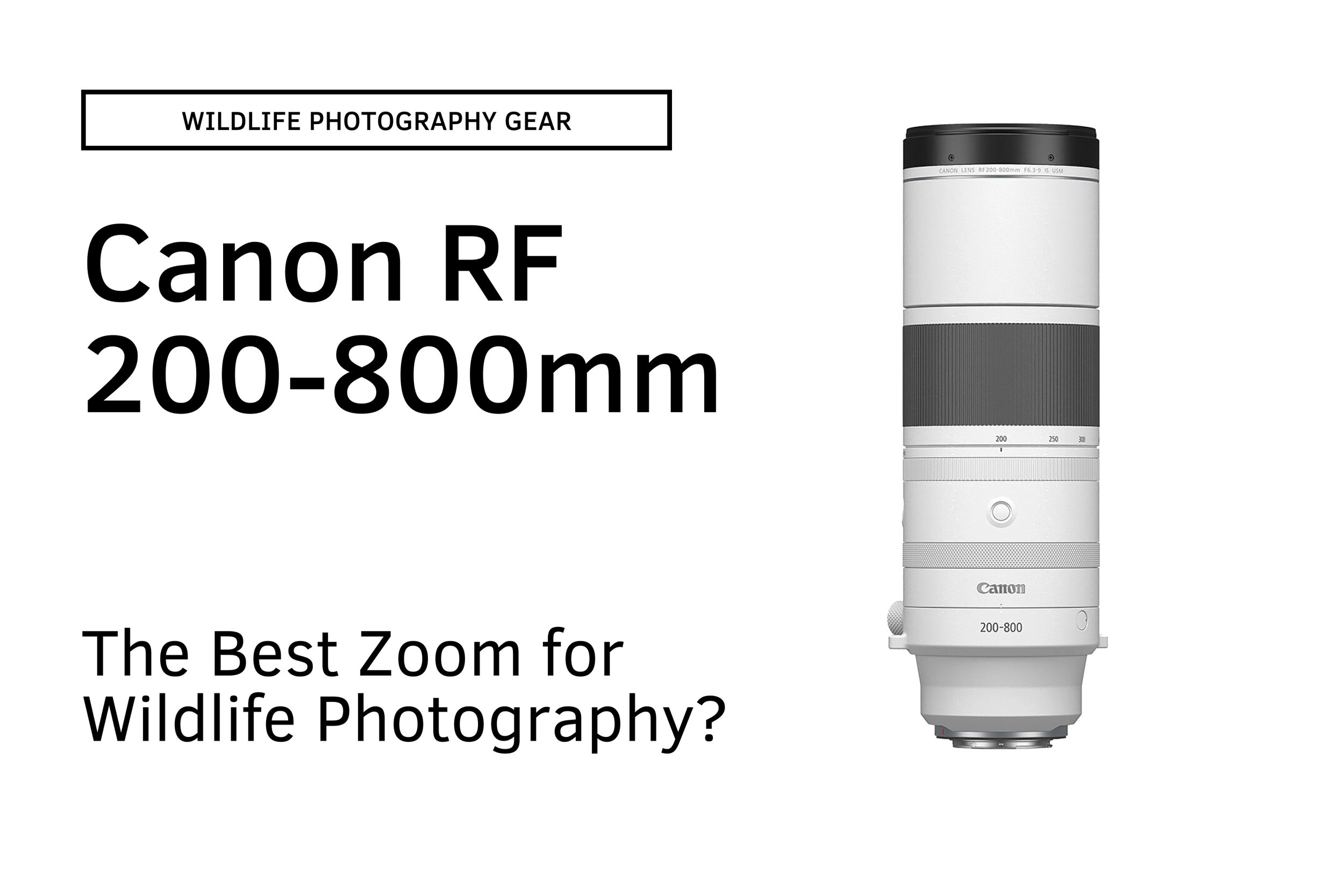 The Ultimate Canon RF 200-800mm Review for Wildlife Photography