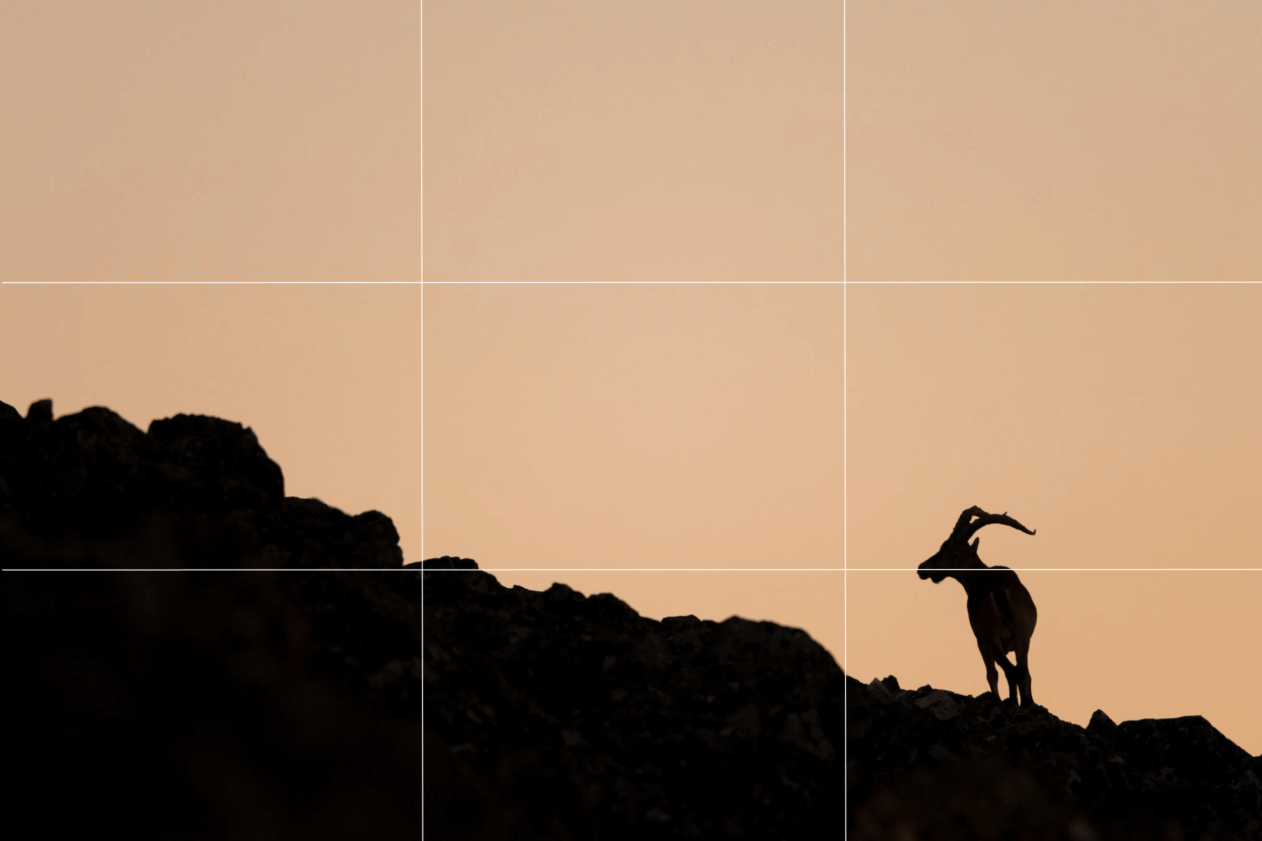 A Beginner's Guide to the Rule of Thirds for Photography — APC Wildlife ...