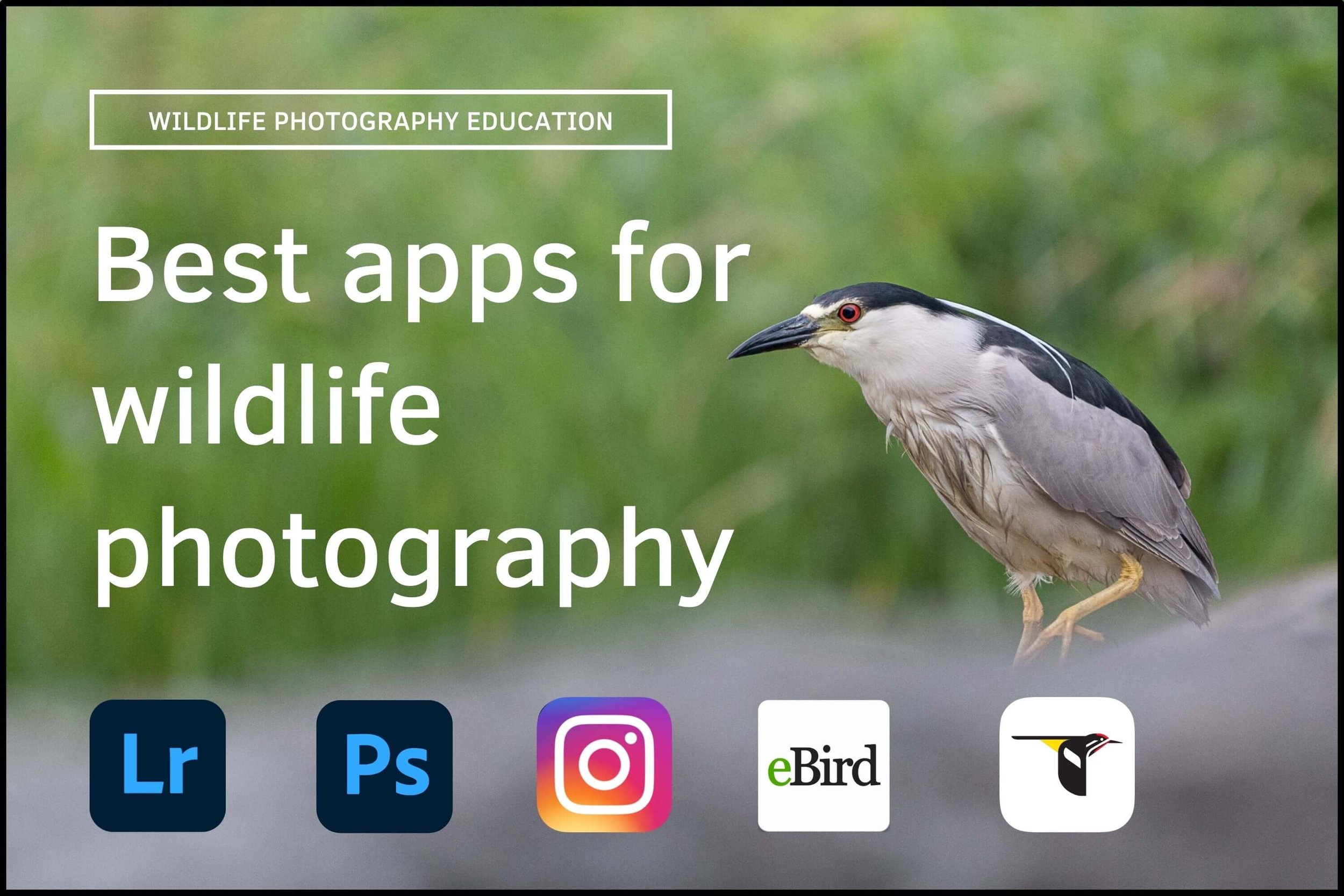5 Best Apps for Wildlife Photography — APC Wildlife Photography