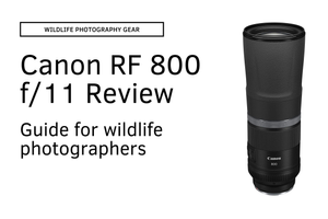 Is the Canon RF 800mm f/11 Worth It for Wildlife Photography? — APC ...