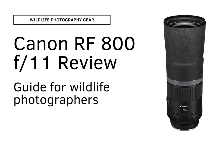 Is the Canon RF 800mm f/11 Worth It for Wildlife Photography? — APC ...