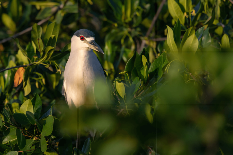 A Beginner s Guide To The Rule Of Thirds For Photography APC Wildlife a-beginner-s-guide-to-the-rule-of-thirds-for-photography-apc-wildlife
