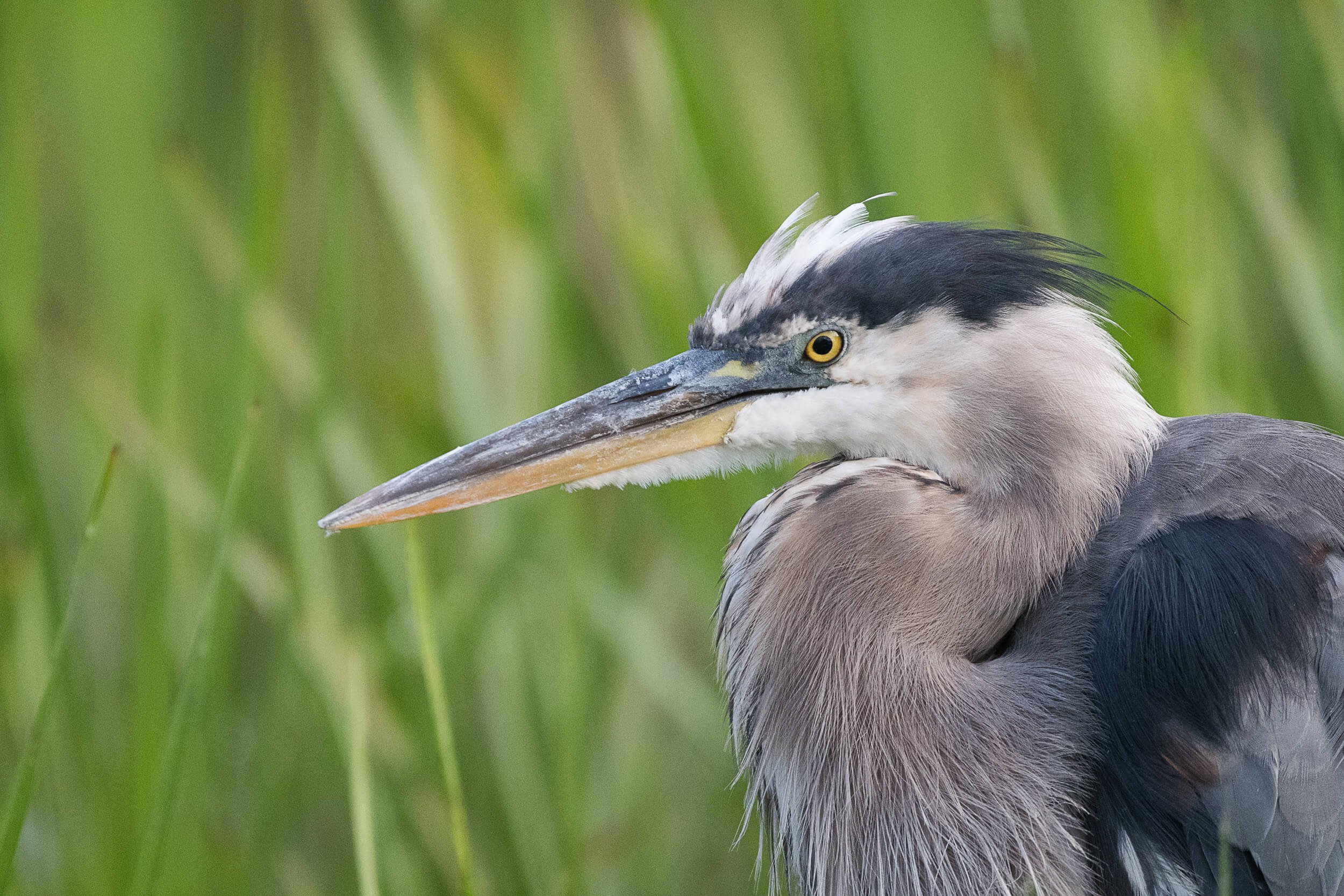 Why the Nikon D500 is one of the BEST Cameras for Wildlife Photography