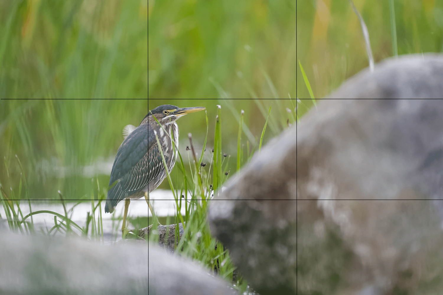 A Beginner's Guide to the Rule of Thirds for Photography — APC Wildlife ...