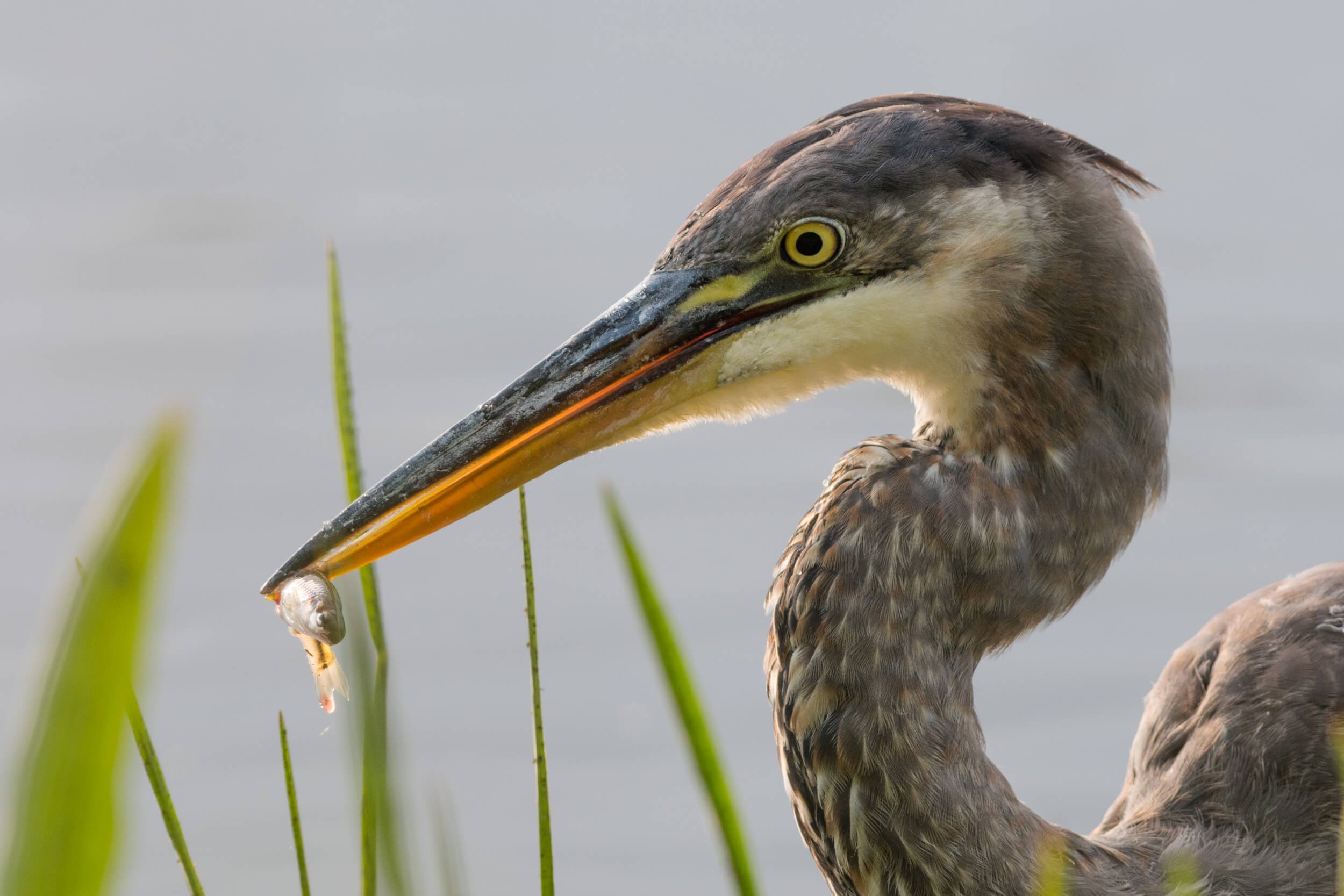 Great Blue Heron Eating