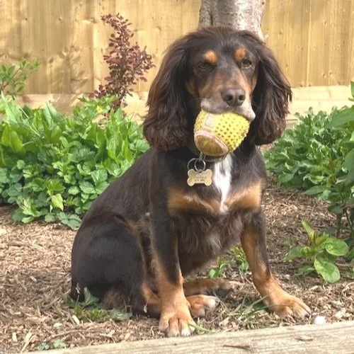 tri colour cocker spaniel with yellow ball in his mouth