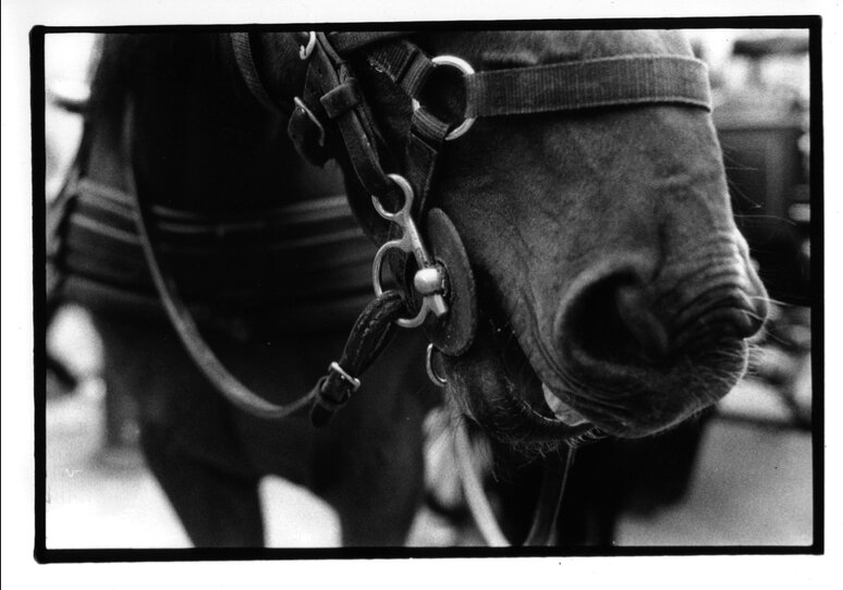 35mm film photograph, 2016.