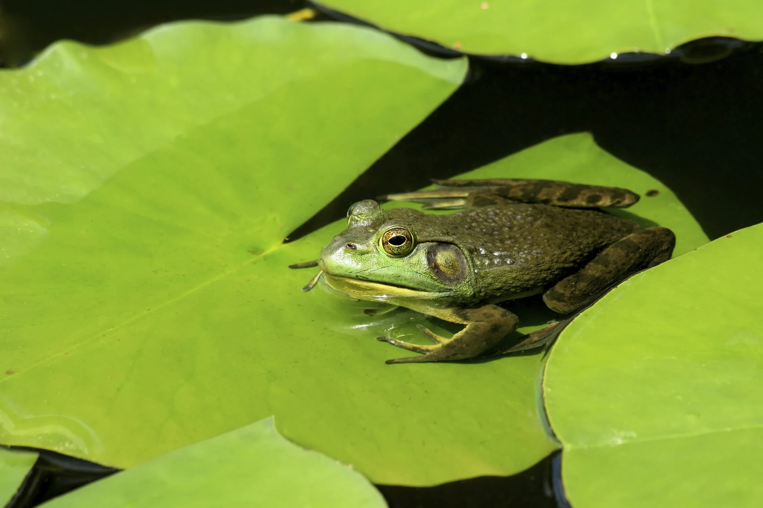 Sitting on a Lily Pad