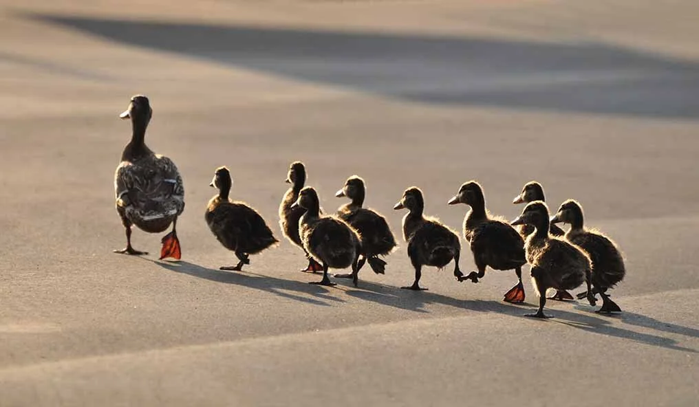 The Value of Dutiful Followers