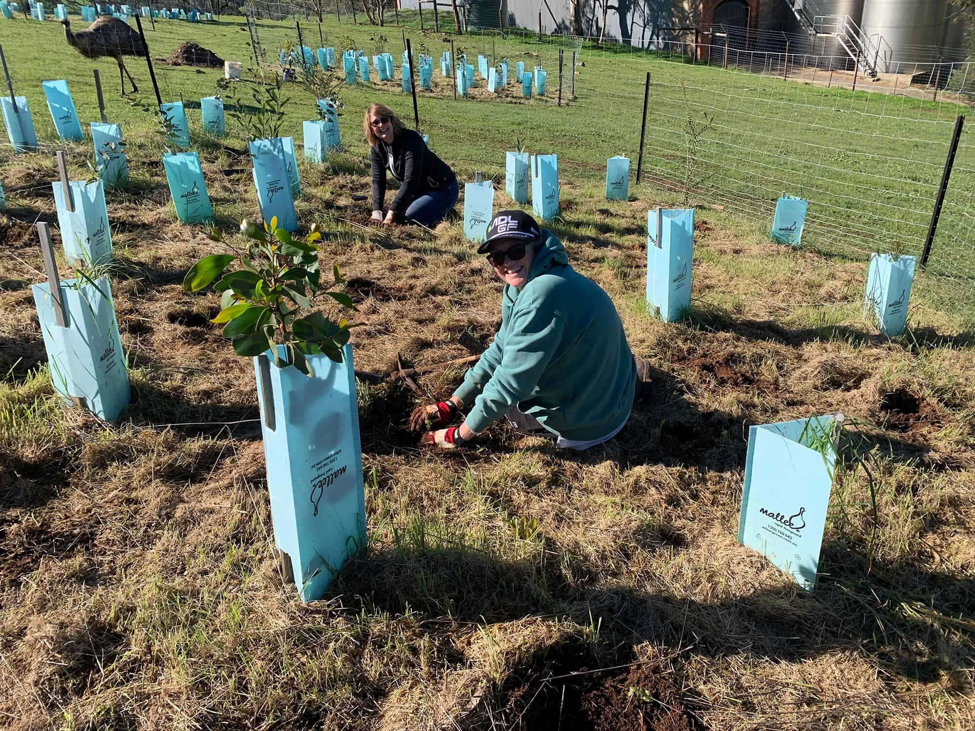 Rewilding the Barossa: Corporate Volunteering