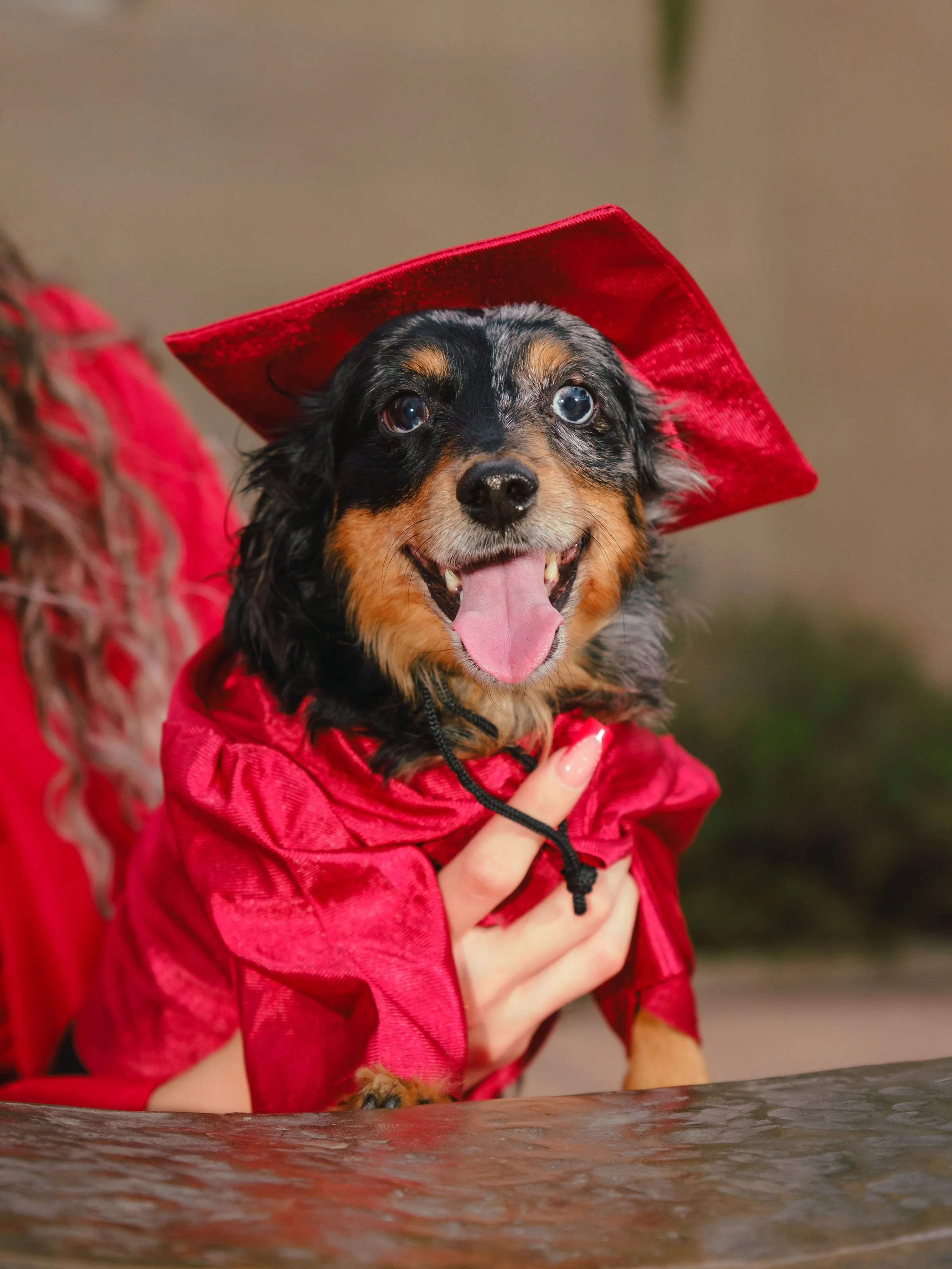 Dog wearing a miniature red graduation cap and gown during a University of New Mexico graduation portrait session in Albuquerque, New Mexico.