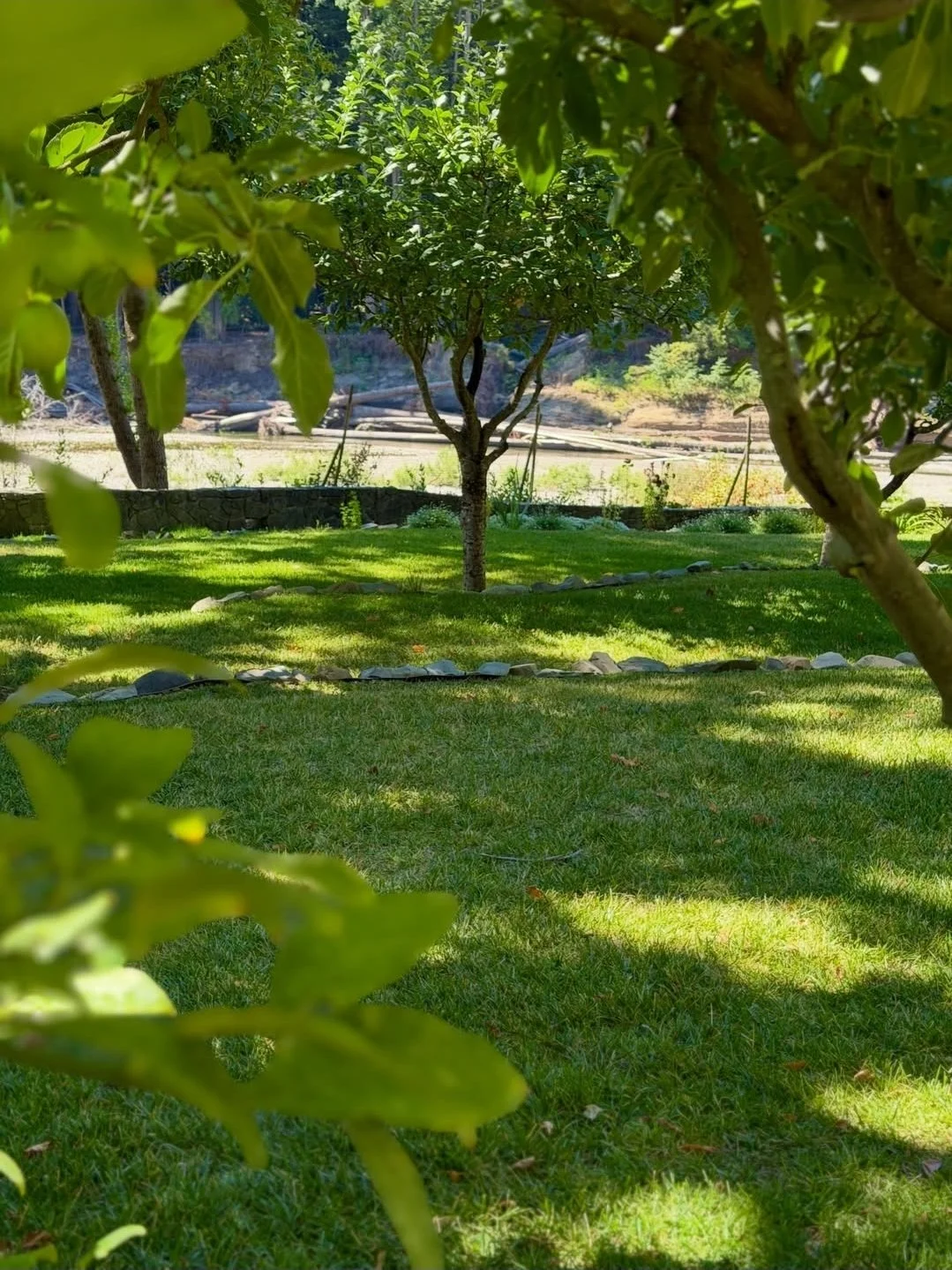 A lush green garden with fruit trees, grass, and shadows cast by the leaves on the ground.