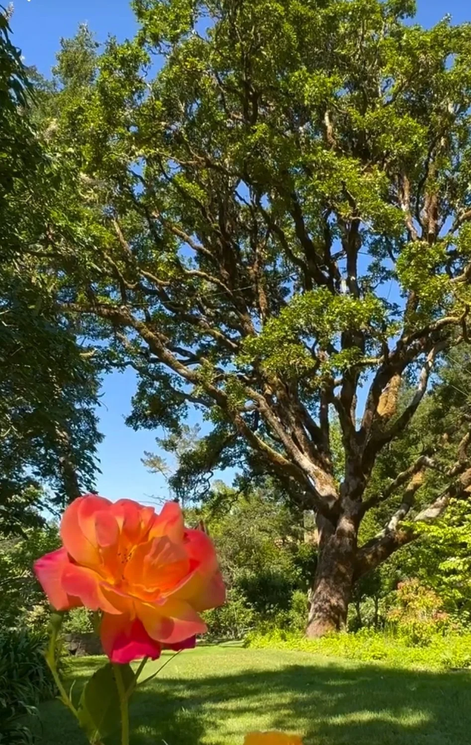 West Lawn Rose and Tree.jpg