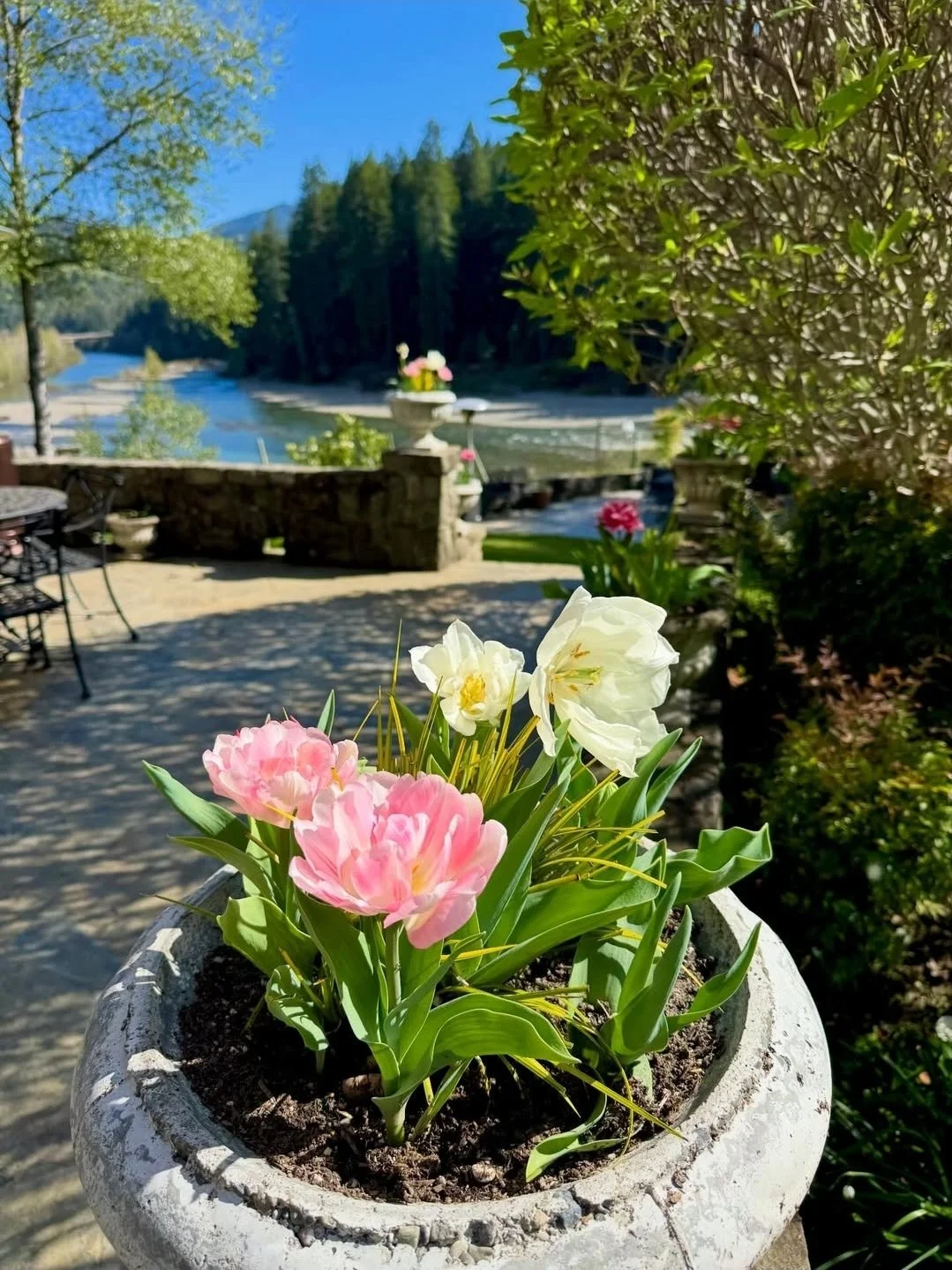 A flower pot with pink and white Tulips on a patio overlooking the Eel river, with redwood trees and mountains in the background.